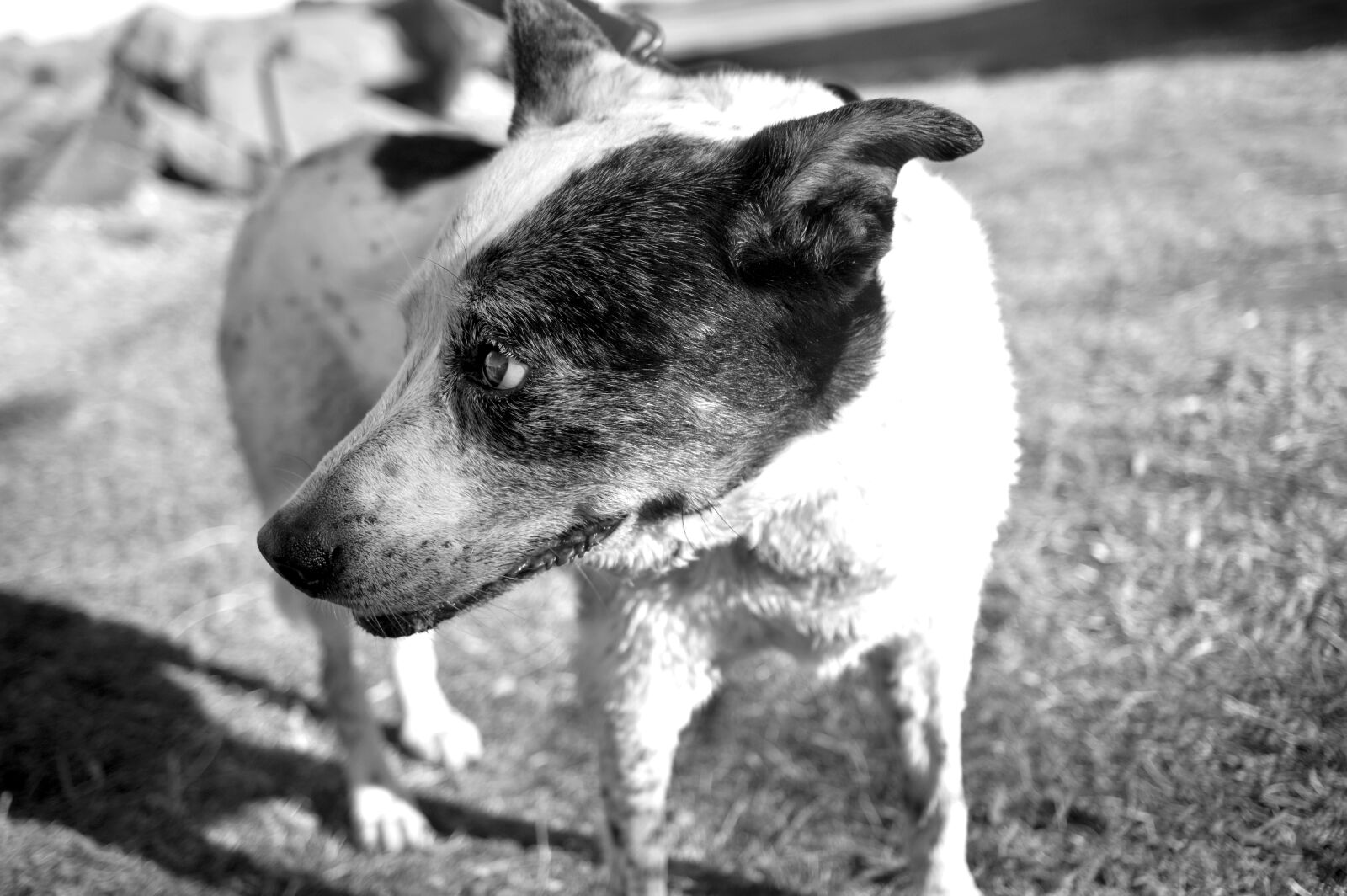 Nikon D3200 sample photo. Canine, dog, mammal photography