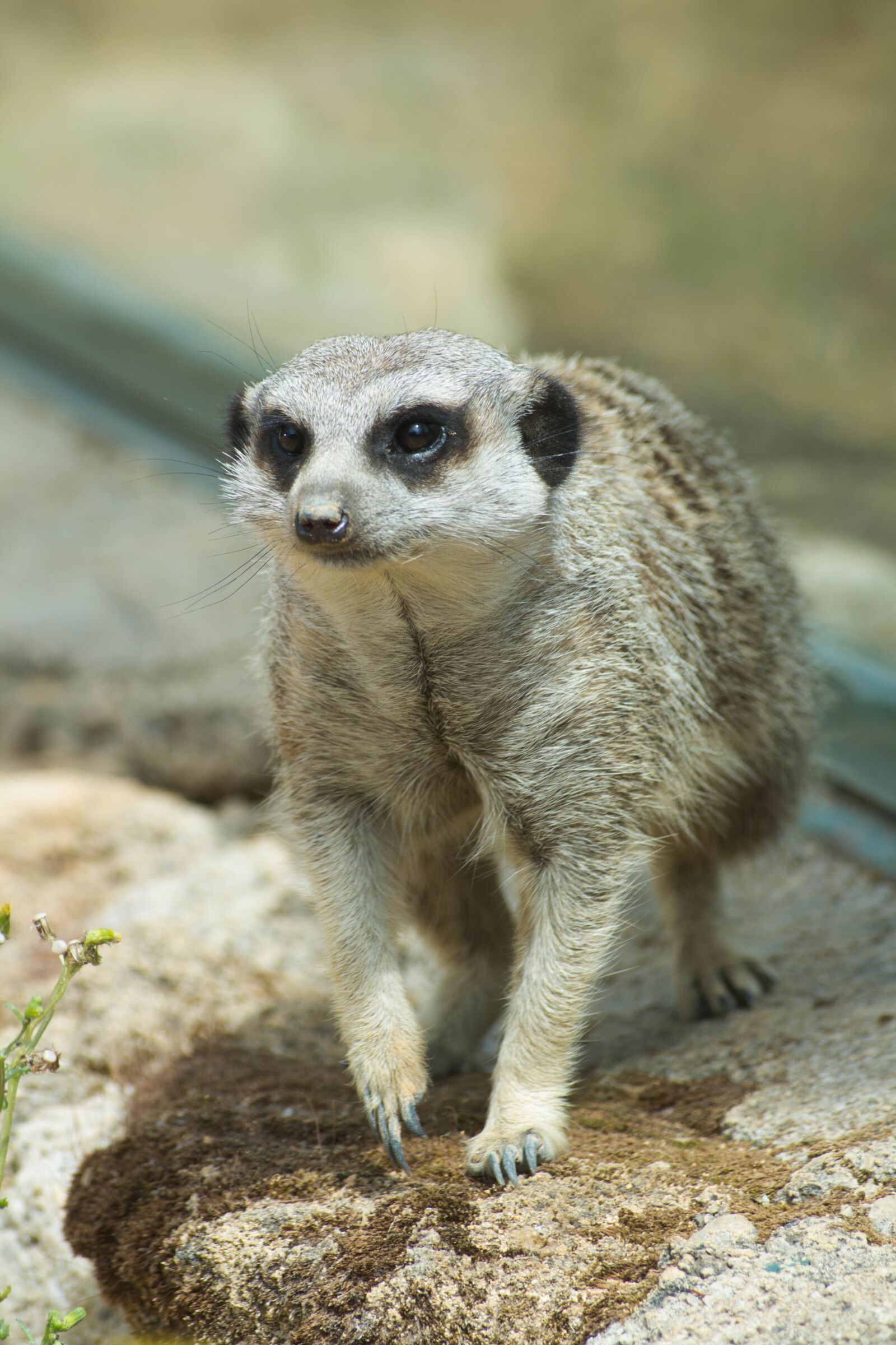 Canon EOS 650D (EOS Rebel T4i / EOS Kiss X6i) sample photo. Meerkat, zoo, animals photography
