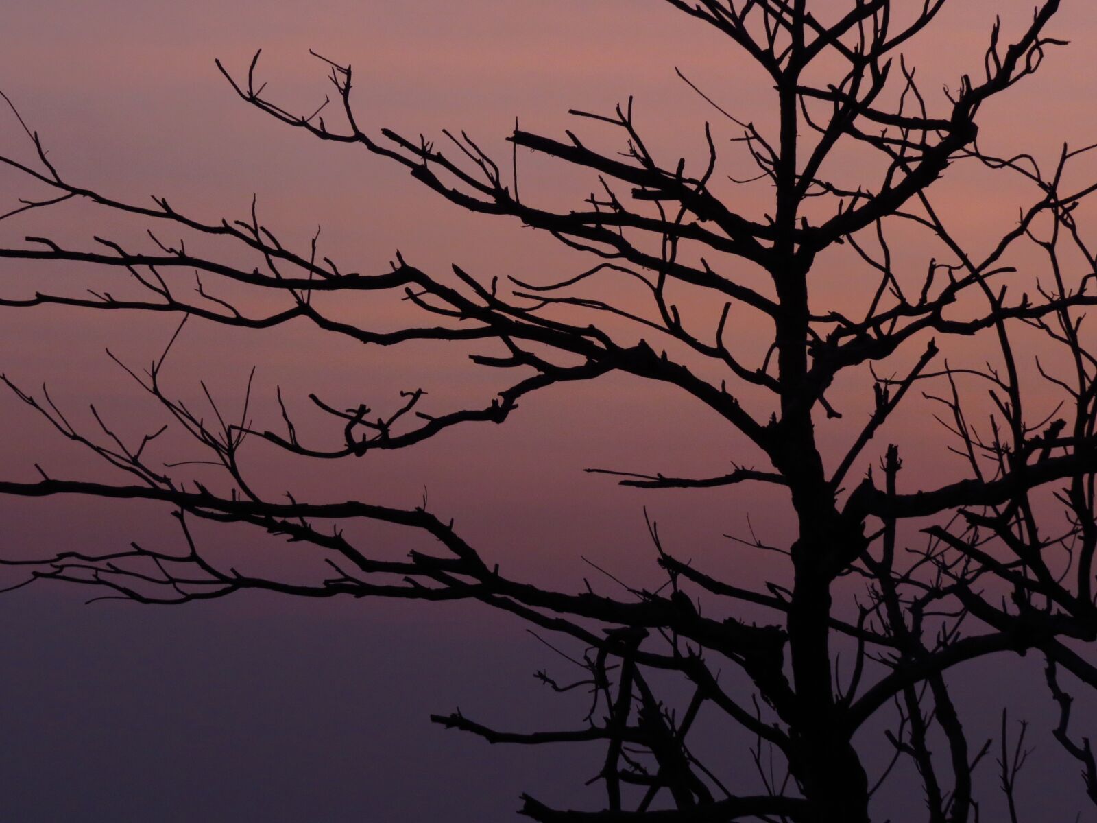 Canon PowerShot SX50 HS sample photo. The evening sun, branches photography