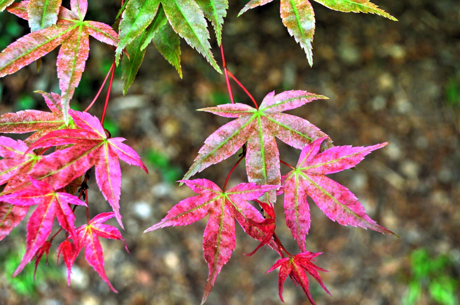 Nikon D3200 sample photo. Leaf, foliage, nature photography