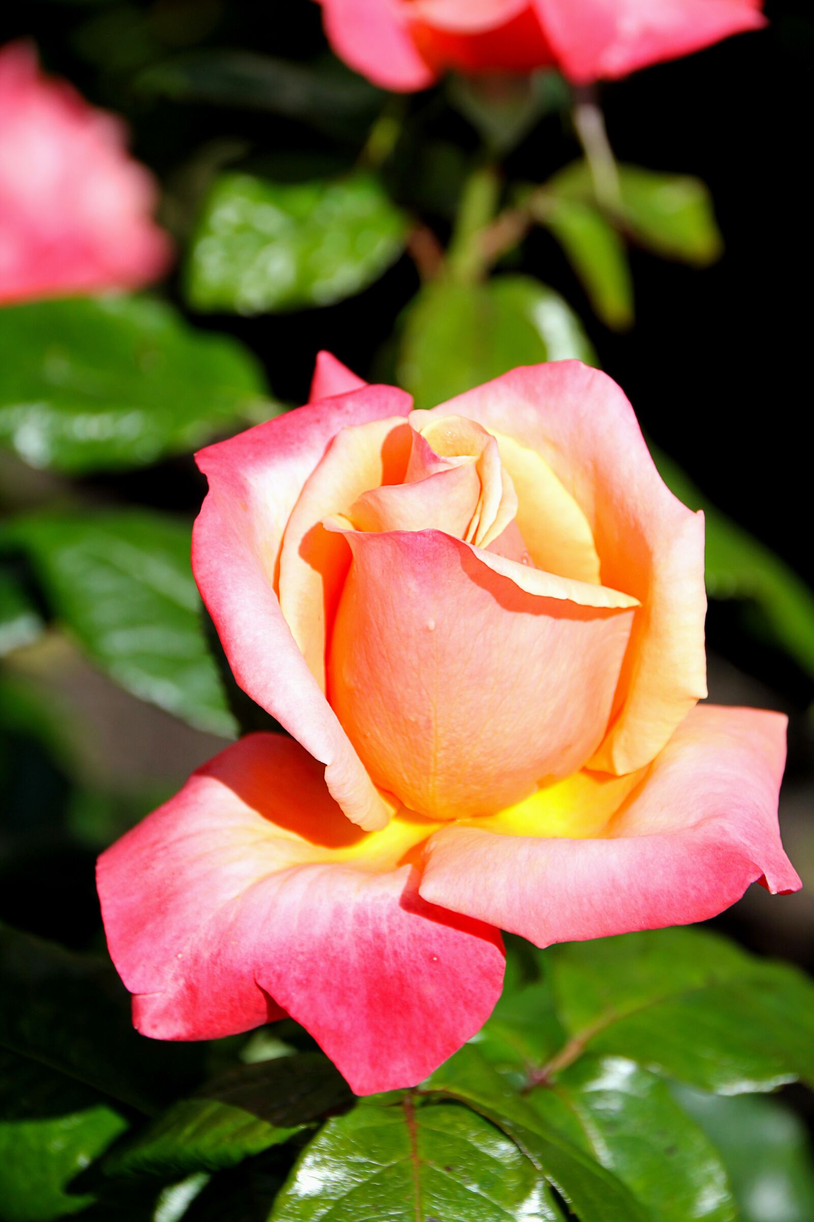 Canon EOS 550D (EOS Rebel T2i / EOS Kiss X4) sample photo. Rose, flower, beautiful photography