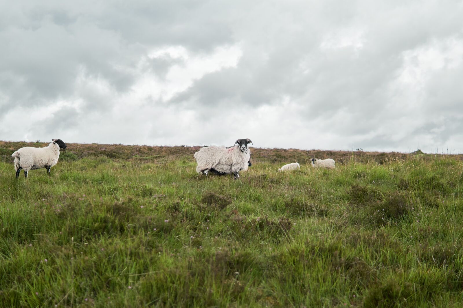 30mm F1.4 DC DN | Contemporary 016 sample photo. Sheep, nature, horns photography