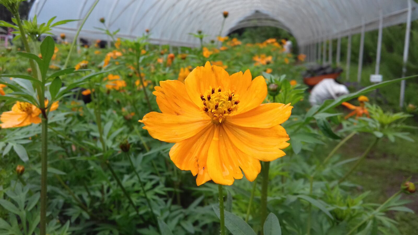 Samsung Galaxy J3(2016) sample photo. Bloom, flower, spring photography