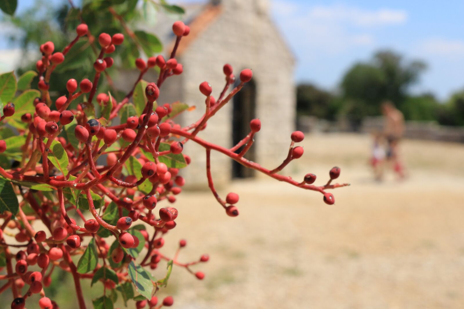Canon EOS 100D (EOS Rebel SL1 / EOS Kiss X7) sample photo. Nature, church, architecture photography
