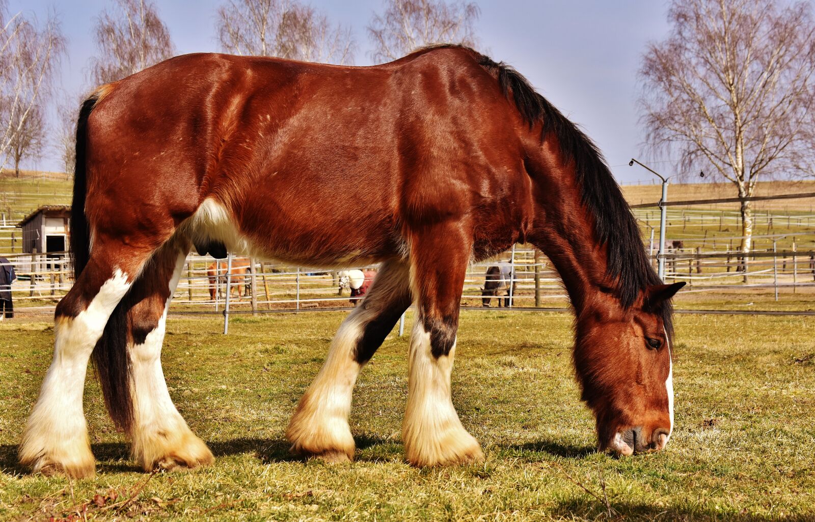 Nikon D7200 sample photo. Shire horse, horse, coupling photography