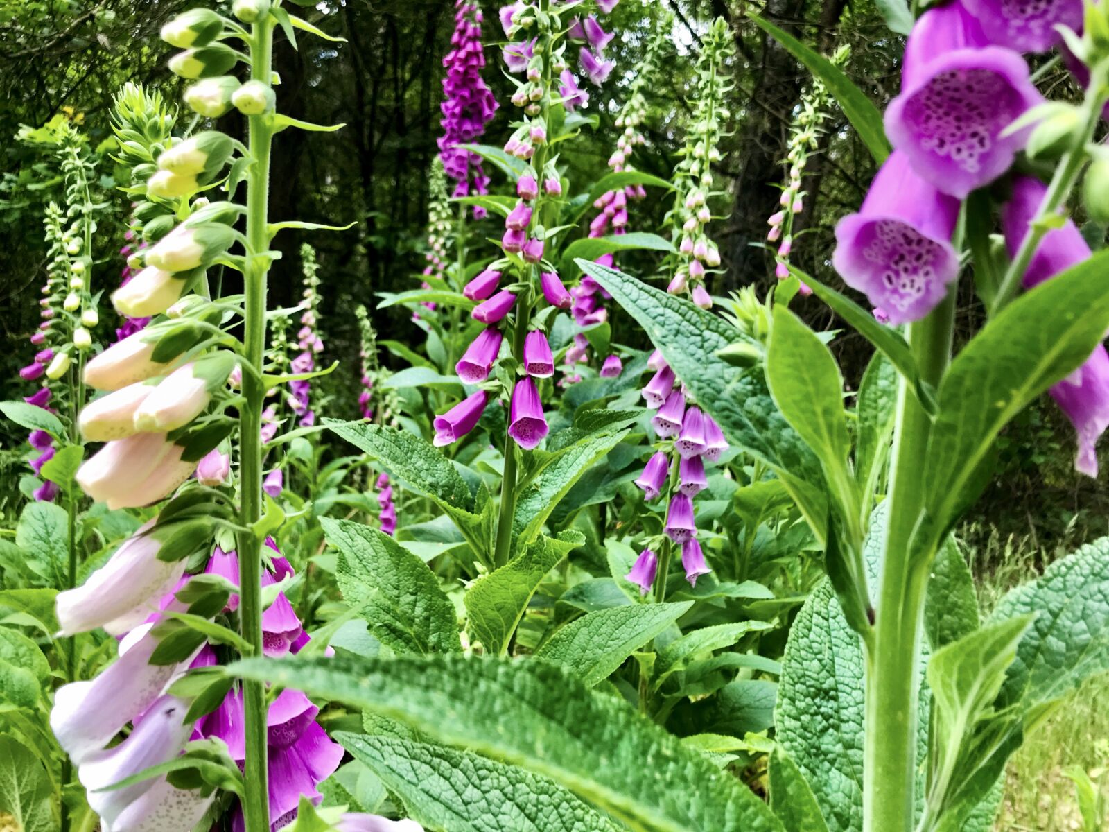 iPhone 7 back camera 3.99mm f/1.8 sample photo. Thimble, digitalis purpurea, forest photography