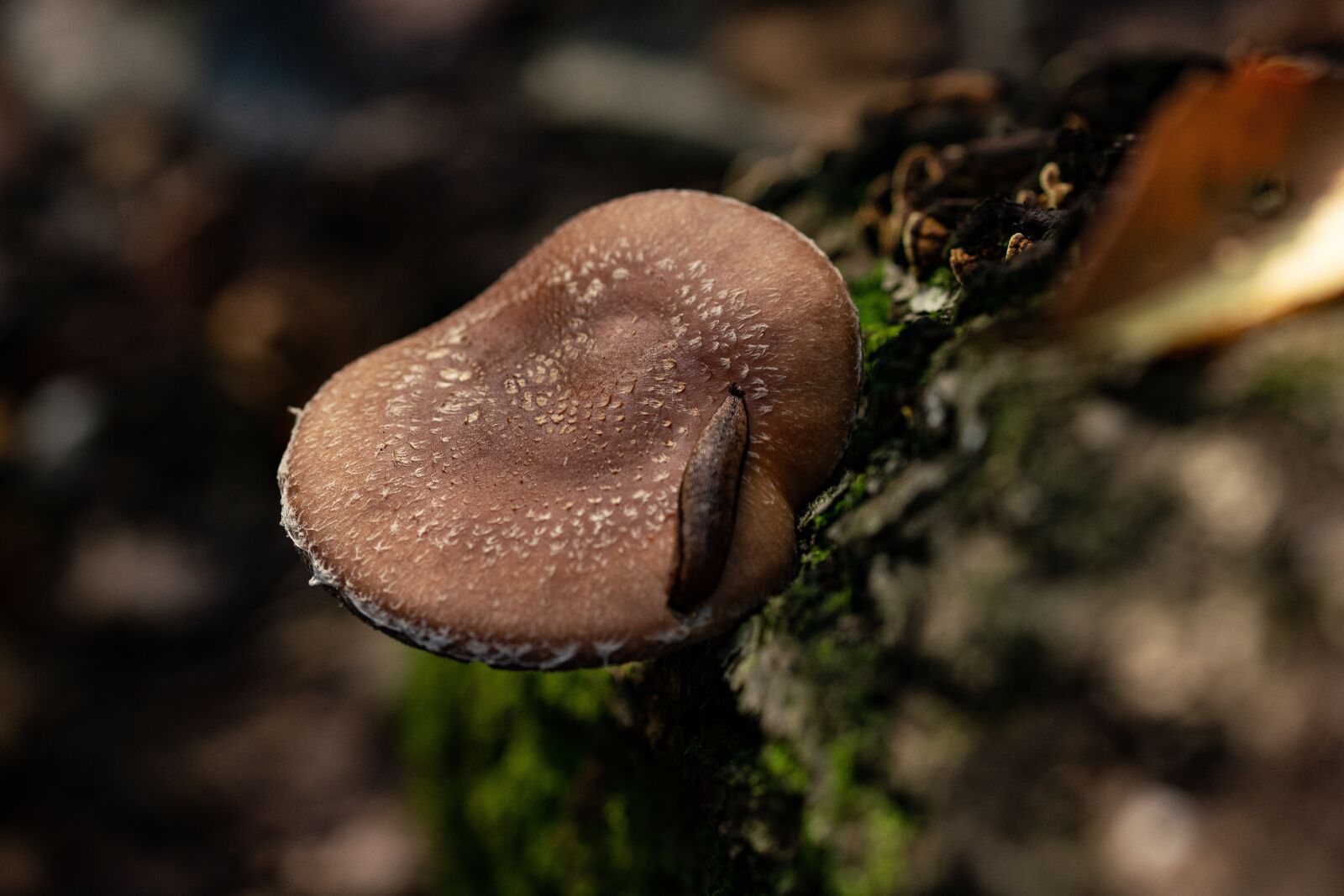 105mm F2.8 sample photo. Mushroom, snail, fall photography