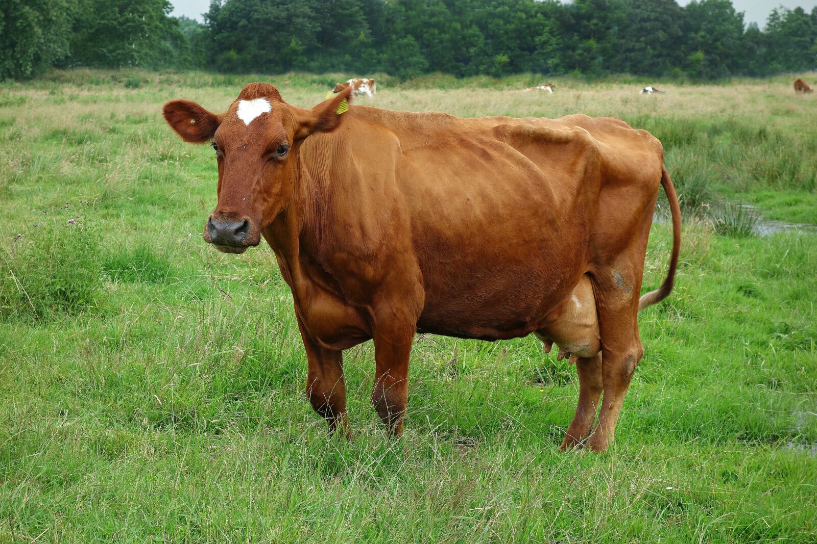 Sony Cyber-shot DSC-RX100 sample photo. Cow, cattle, livestock photography