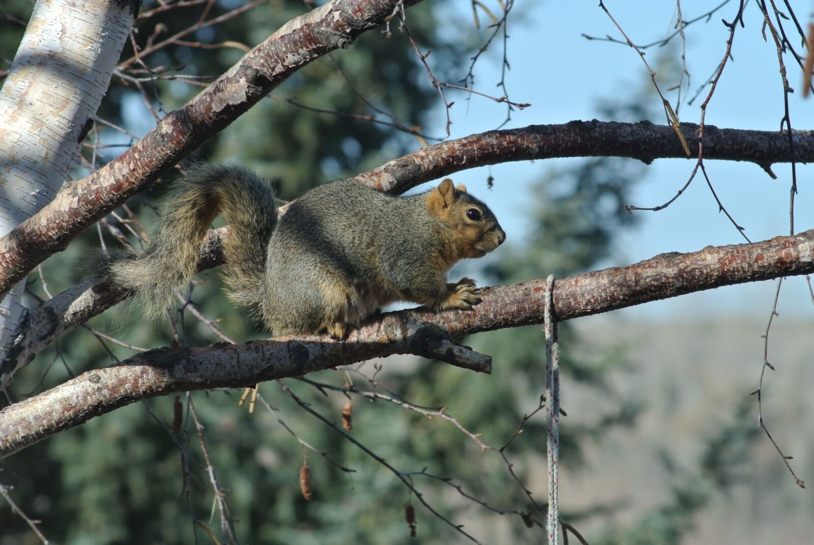 Nikon 1 V1 sample photo. Squirrel, cute, animal photography