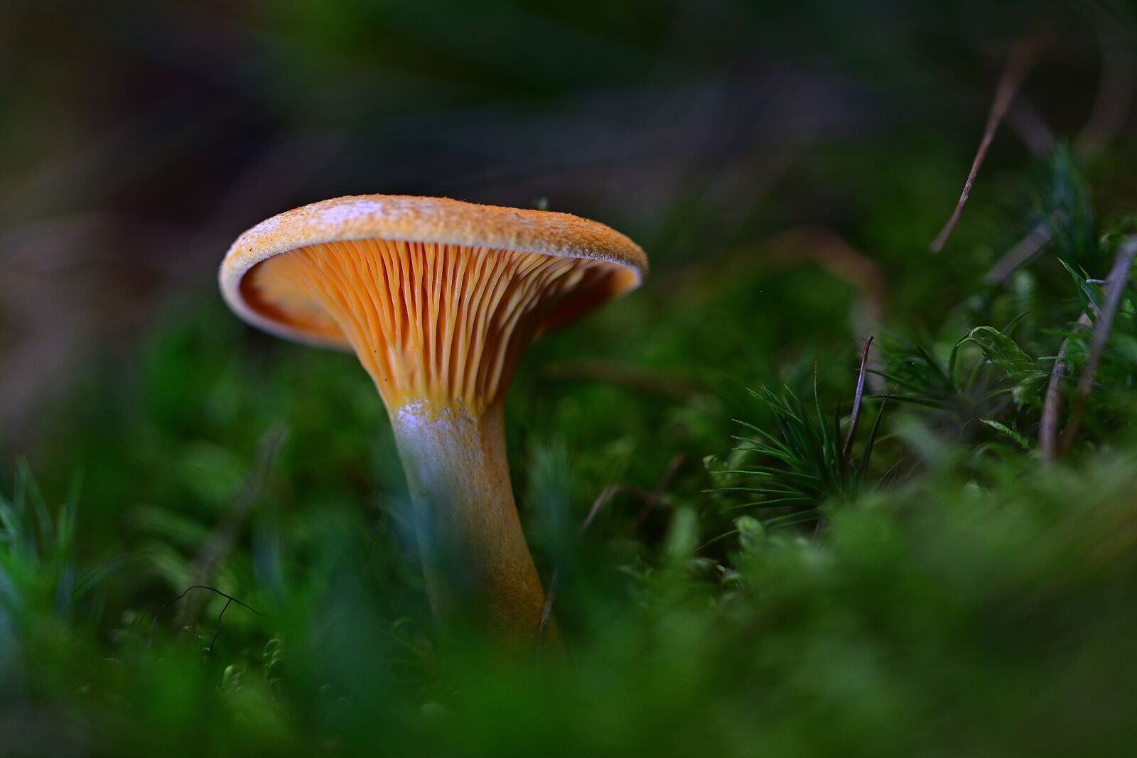 Nikon D5200 sample photo. Forest, mushroom, moss photography
