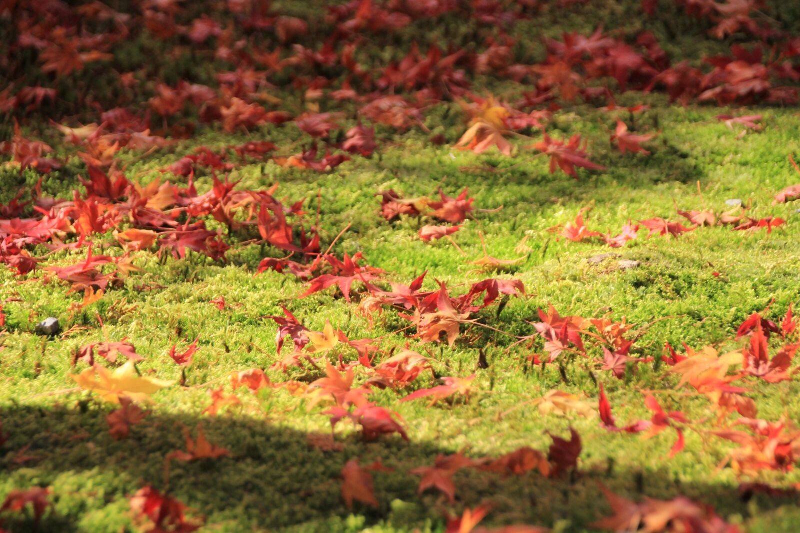 Canon EOS 60D sample photo. Autumnal leaves, maple, autumn photography