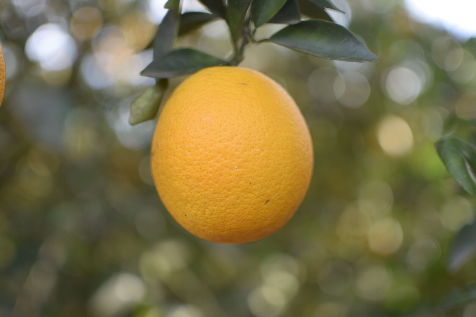 Nikon D5300 sample photo. Orange, fruit, nature photography