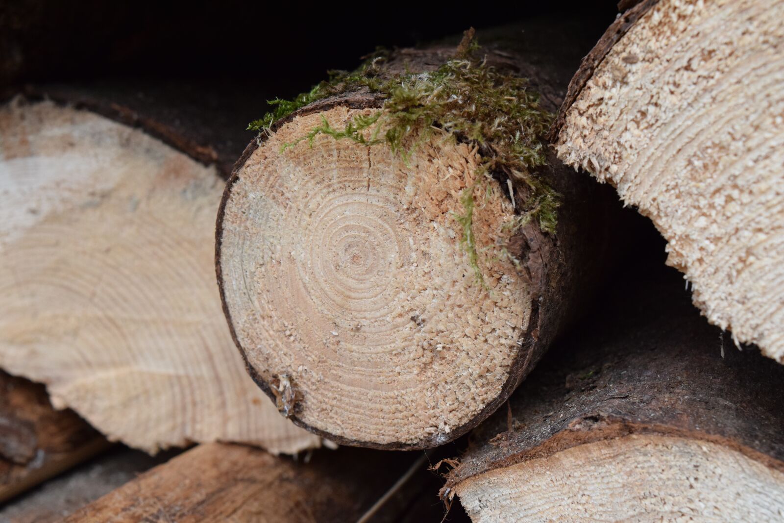 Nikon D3300 sample photo. Wood, firewood, holzstapel photography