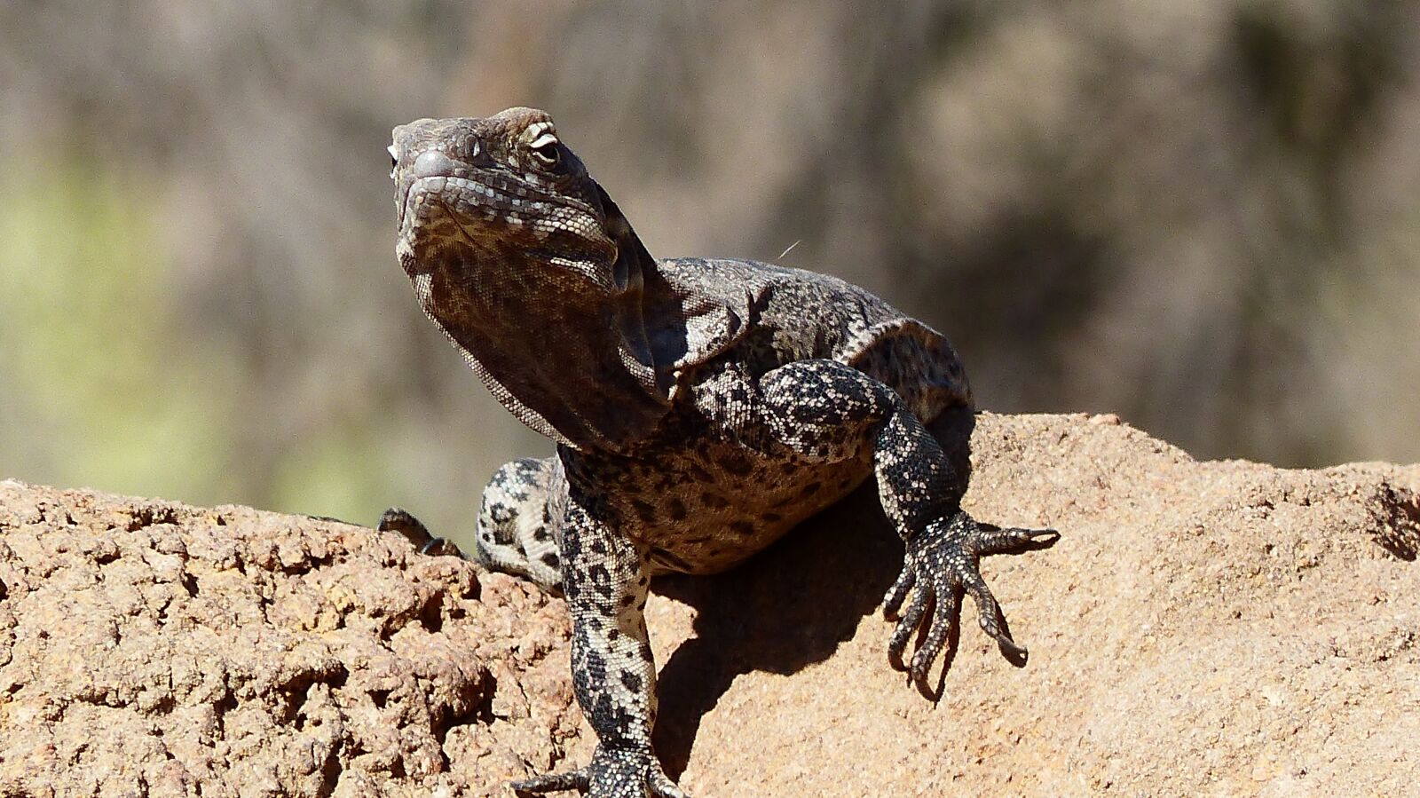 Panasonic Lumix DMC-FZ200 sample photo. Lizard, reptiles, green photography