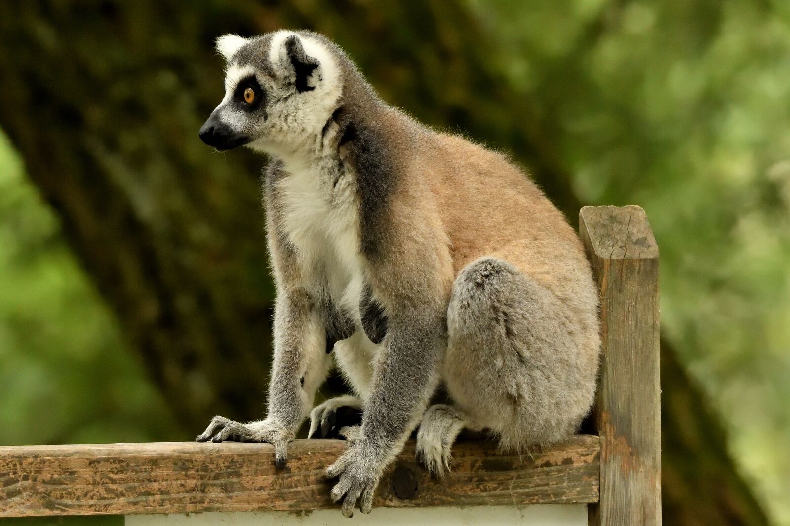 Nikon D500 sample photo. Kata, animal, zoo photography