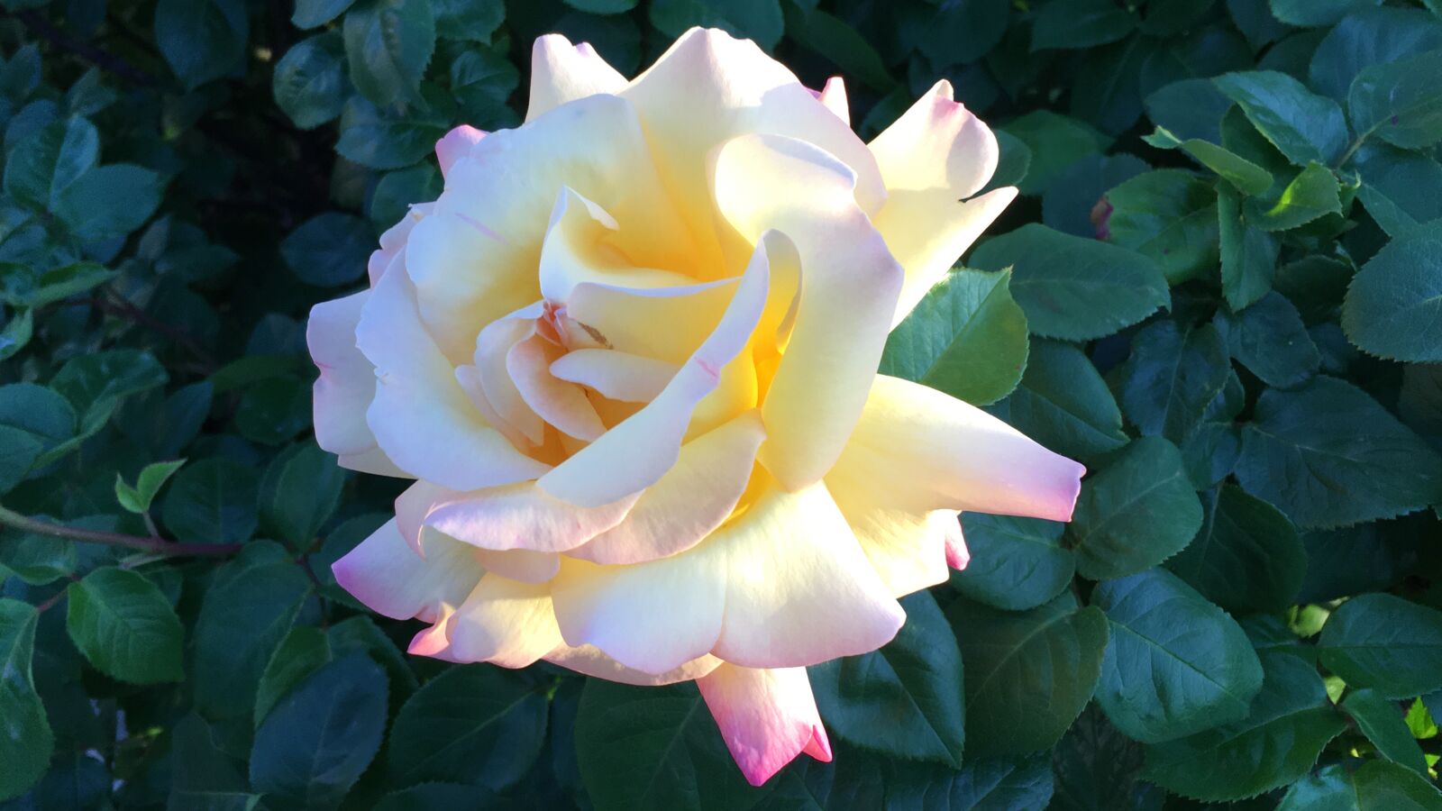 Apple iPhone 6s sample photo. Rose, white rose, yellow photography