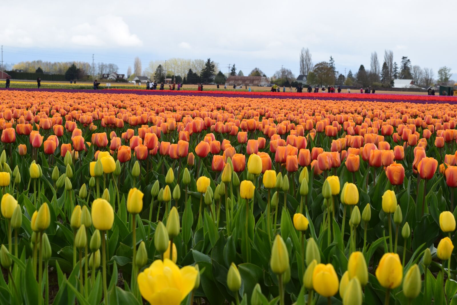 Nikon D3300 sample photo. Orange, yellow, tulip photography