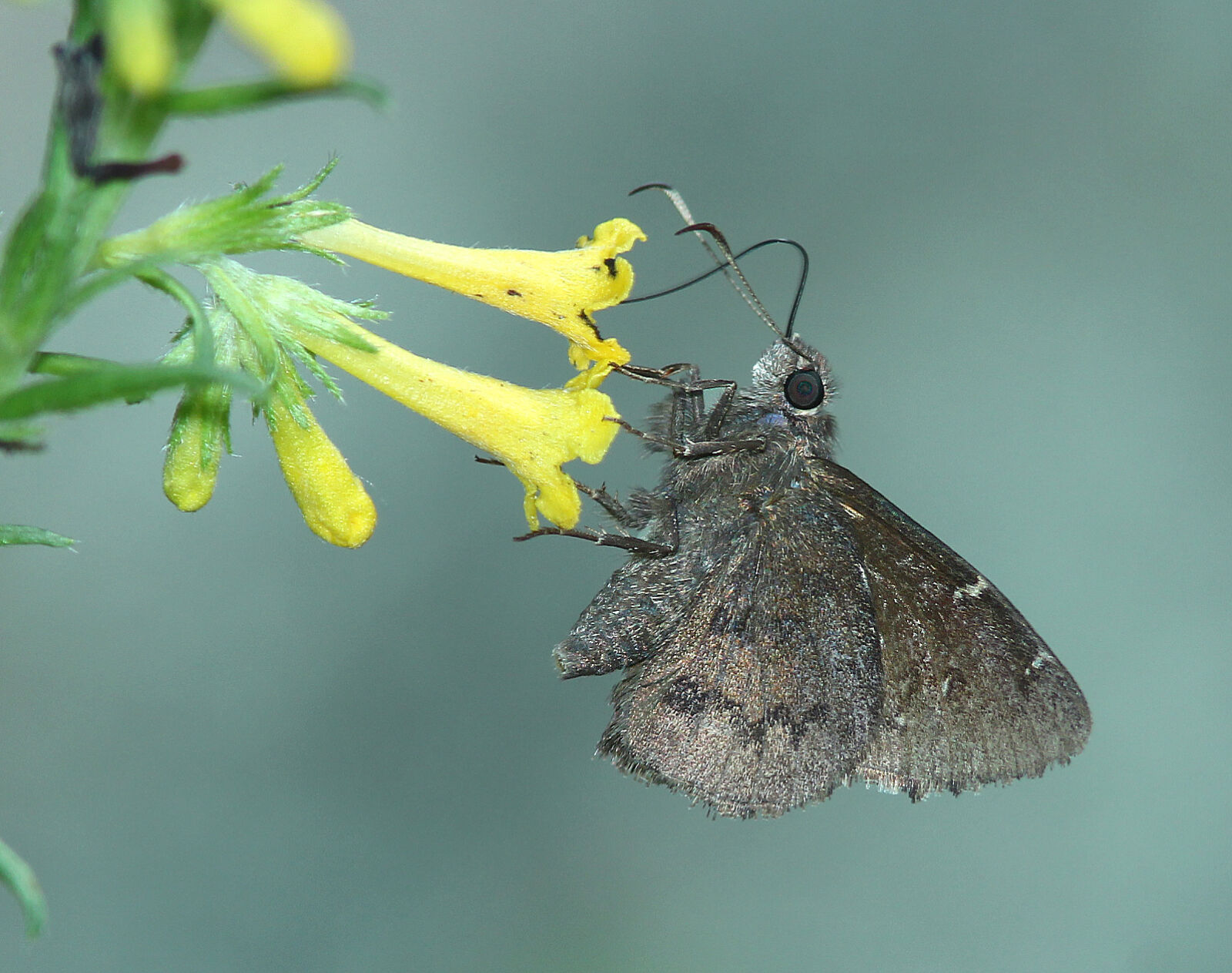 Canon EF 300mm F4L IS USM sample photo