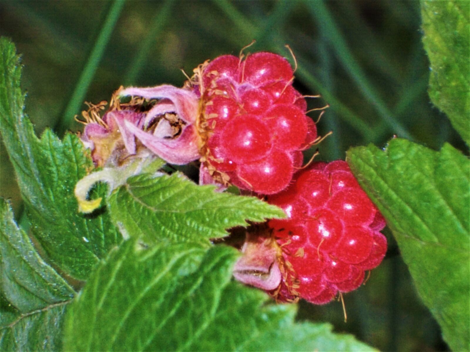 Nikon COOLPIX L23 sample photo. Raspberry, soft fruits, vitamins photography