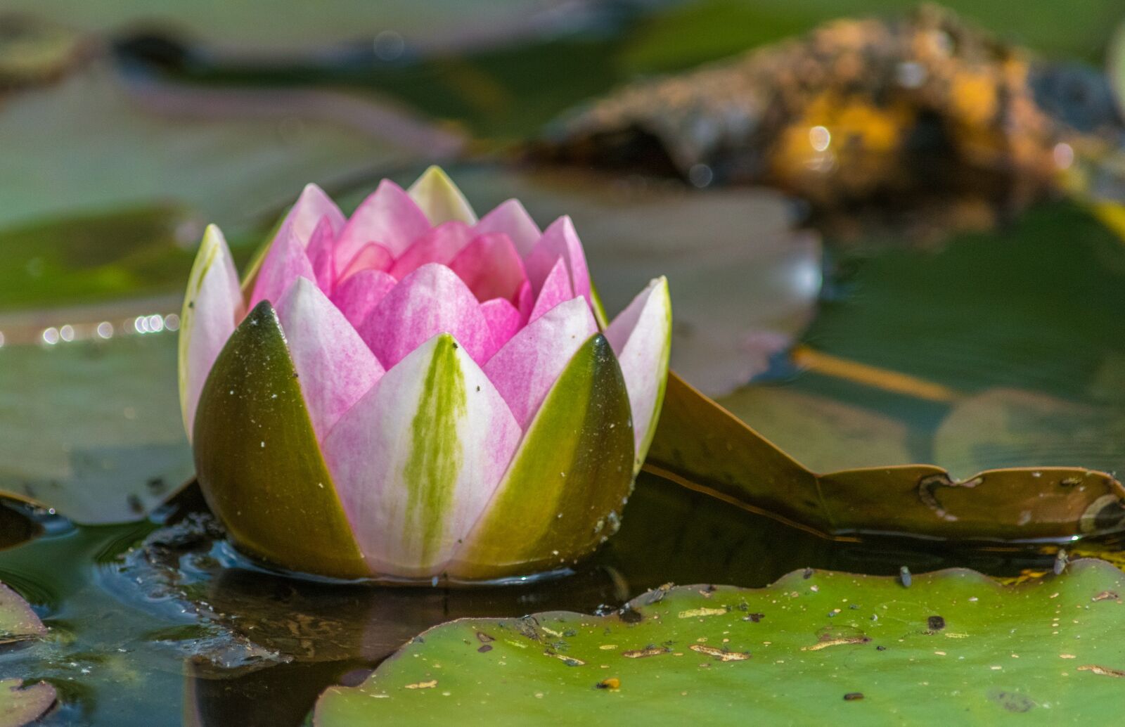 Nikon D5300 sample photo. Water lily, lake, nuphar photography