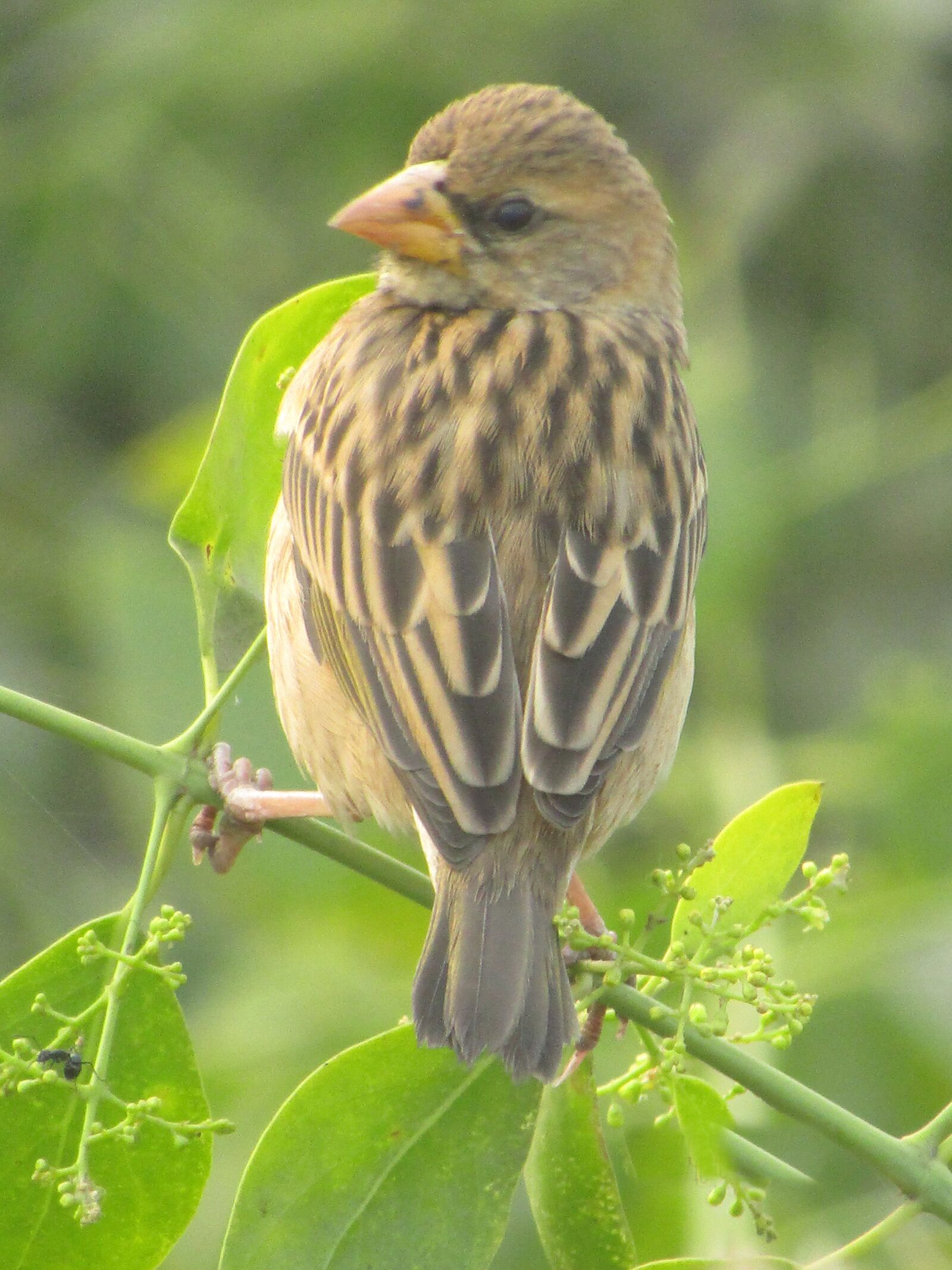 Canon POWERSHOT SX430 IS sample photo. Bird, baya weaver, beak photography