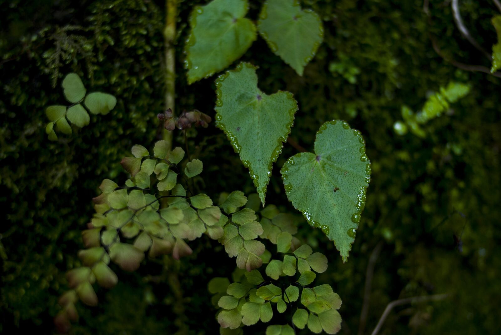 Nikon D60 sample photo. Leaf, plant, nature photography