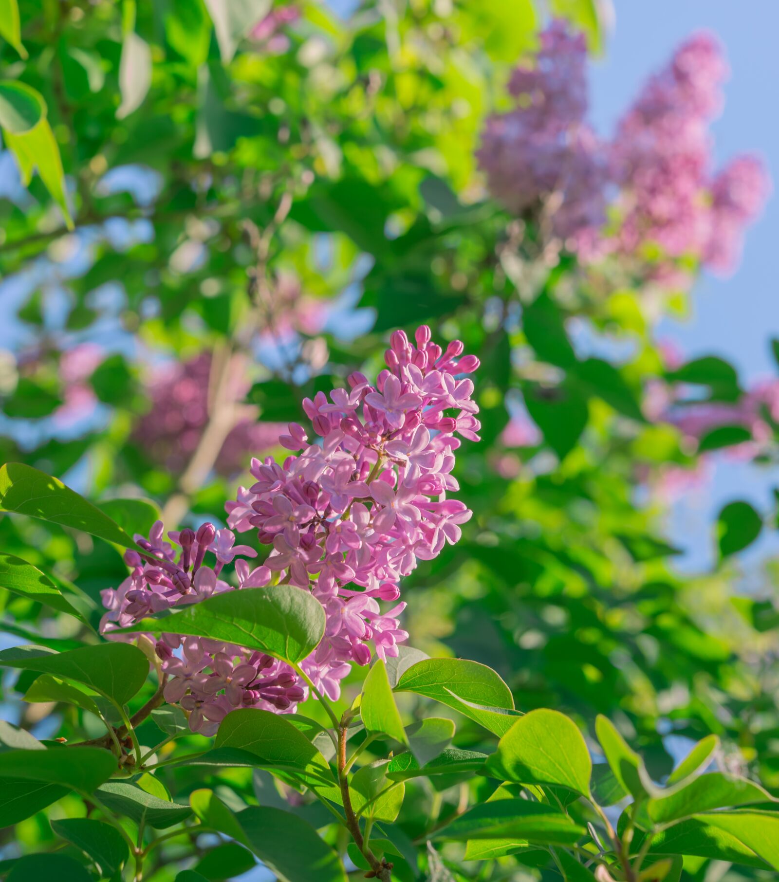 Nikon D600 sample photo. Lilac, flowers, spring photography