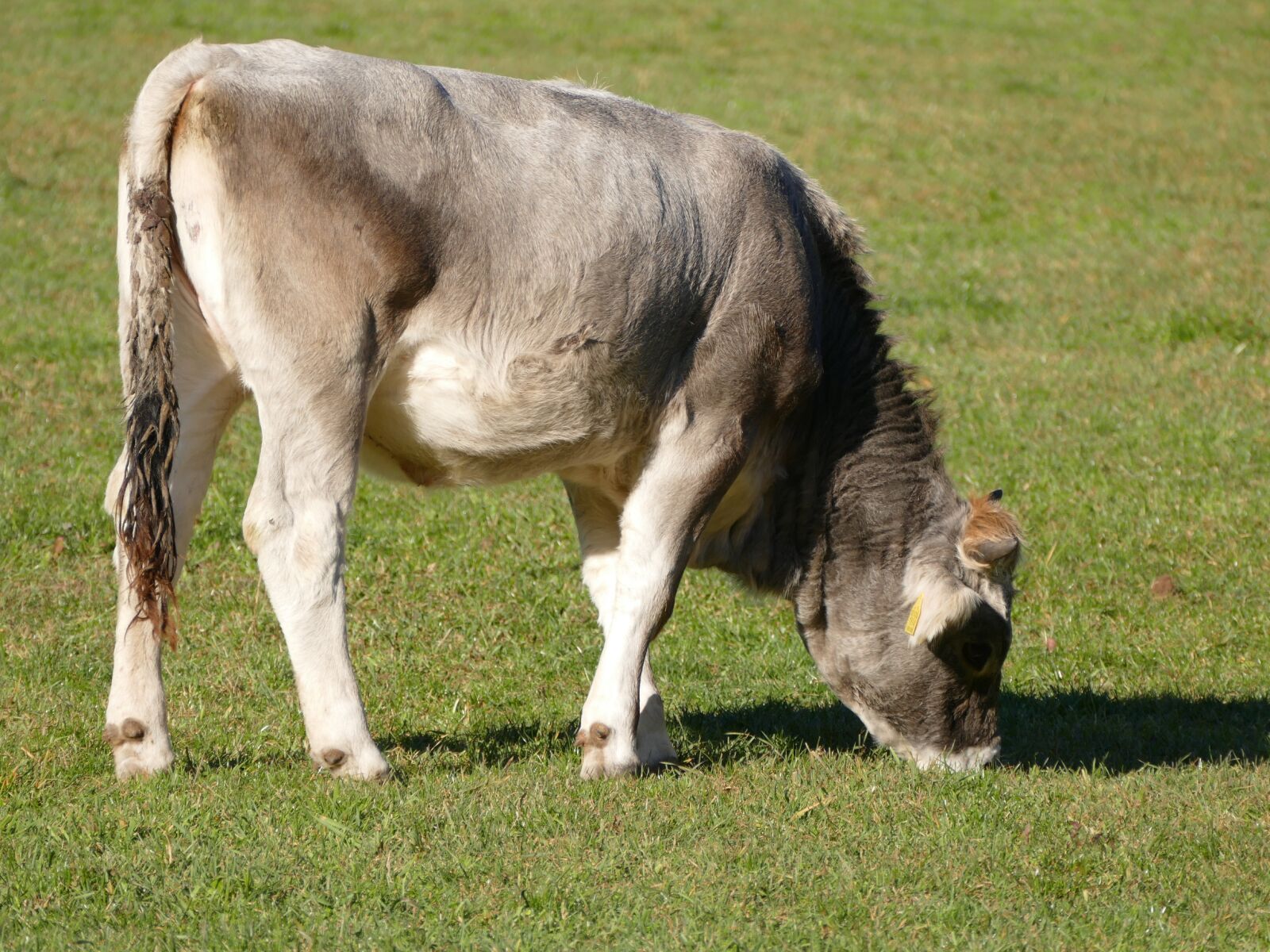 Panasonic Lumix DMC-FZ1000 sample photo. Cow, pasture, graze photography