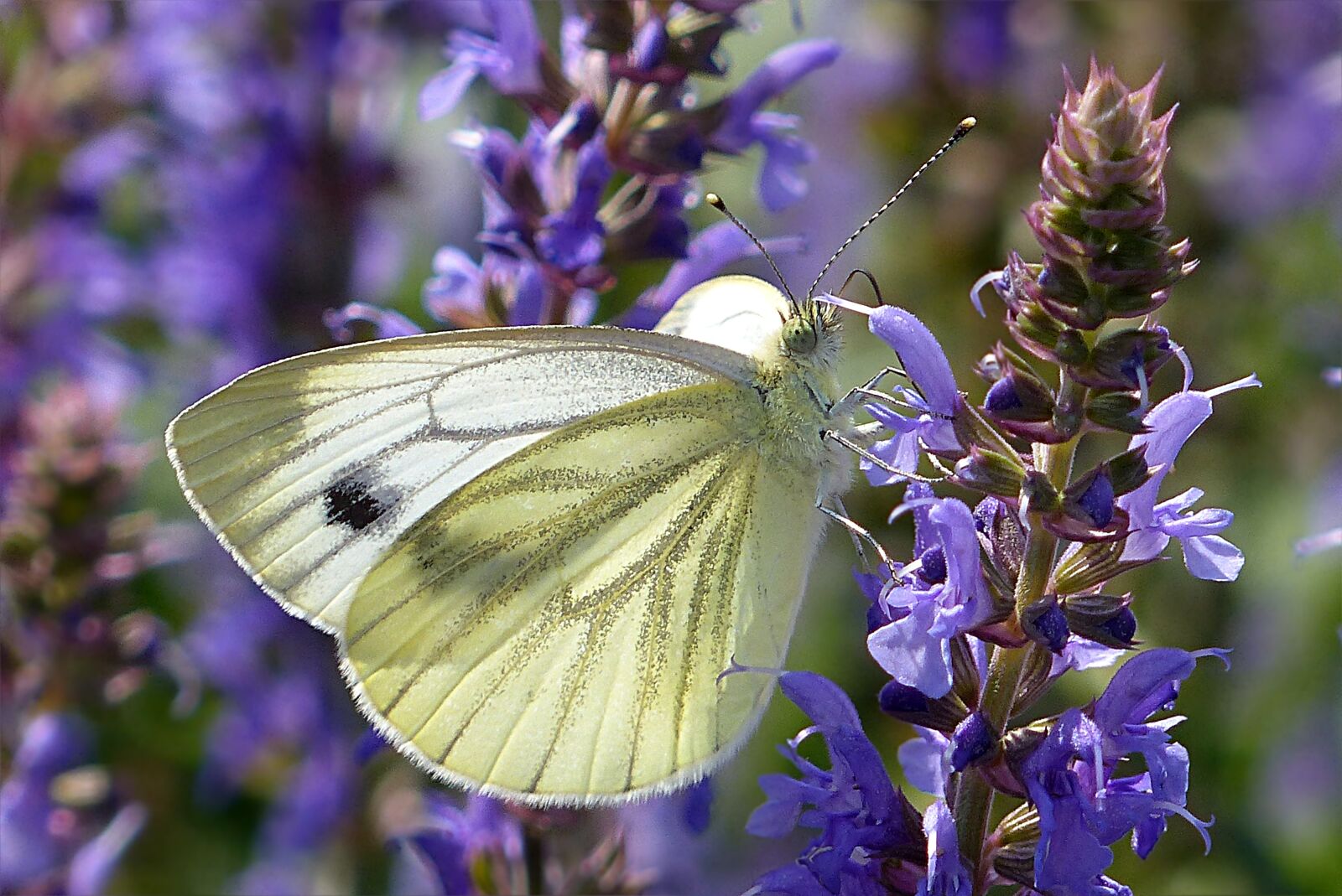 Panasonic Lumix DMC-FZ200 sample photo. White, pieris rapae, butterfly photography