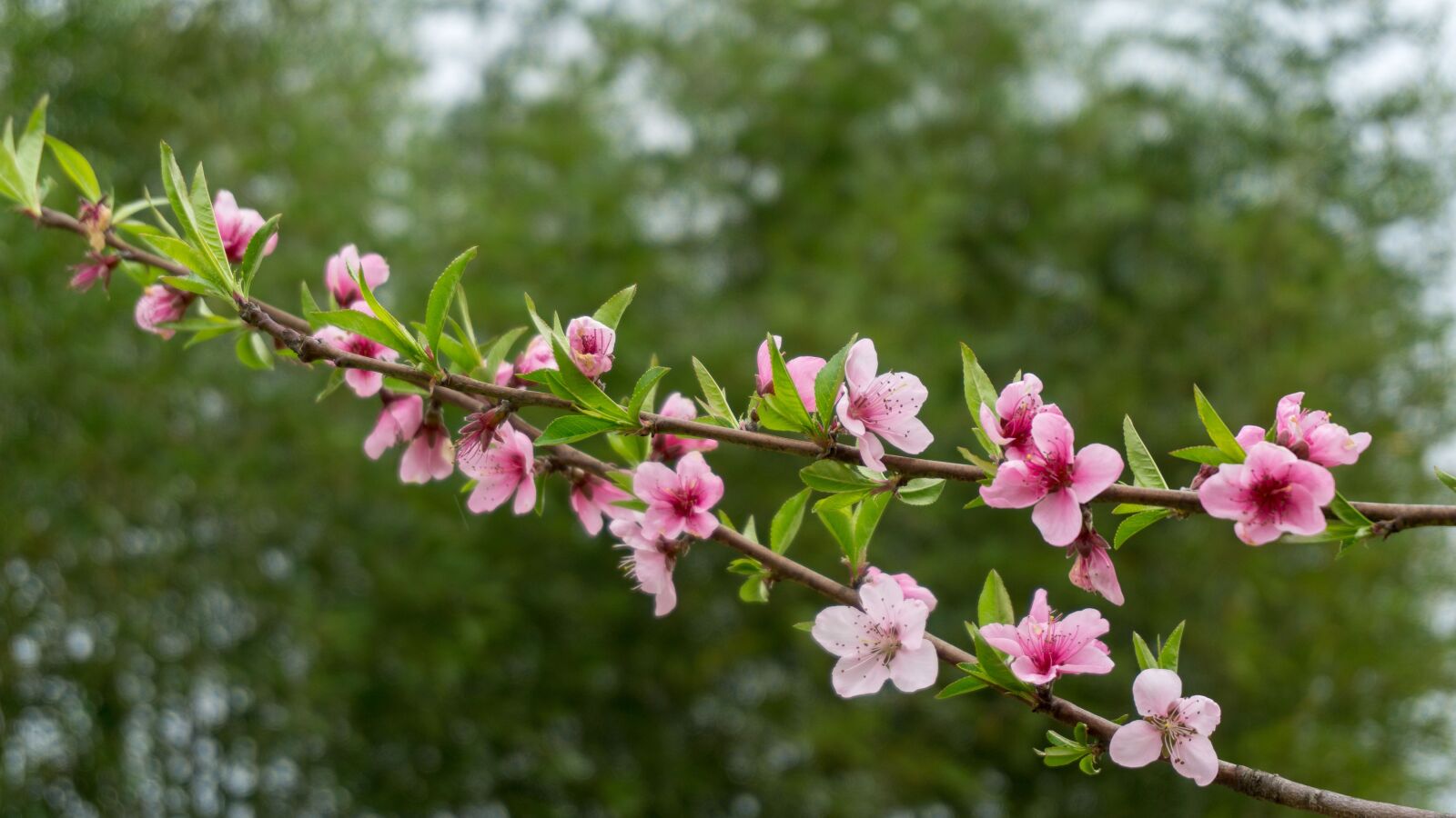 Sony a5100 sample photo. Peach blossom, plant, pink photography