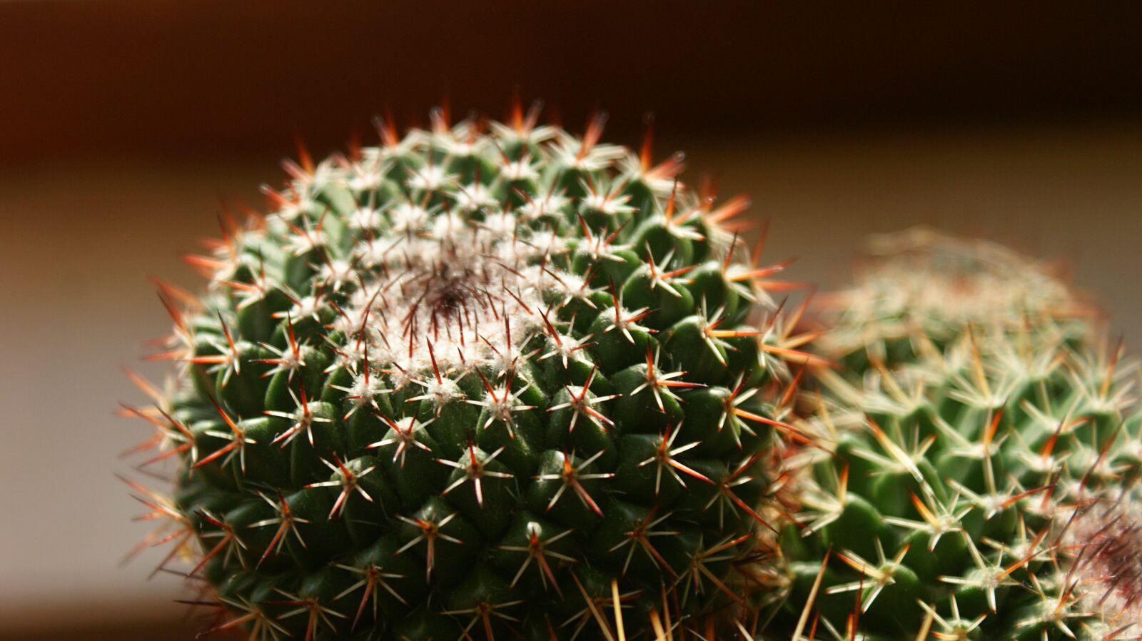Sony Alpha DSLR-A350 sample photo. Cactus, plant, vegetable photography