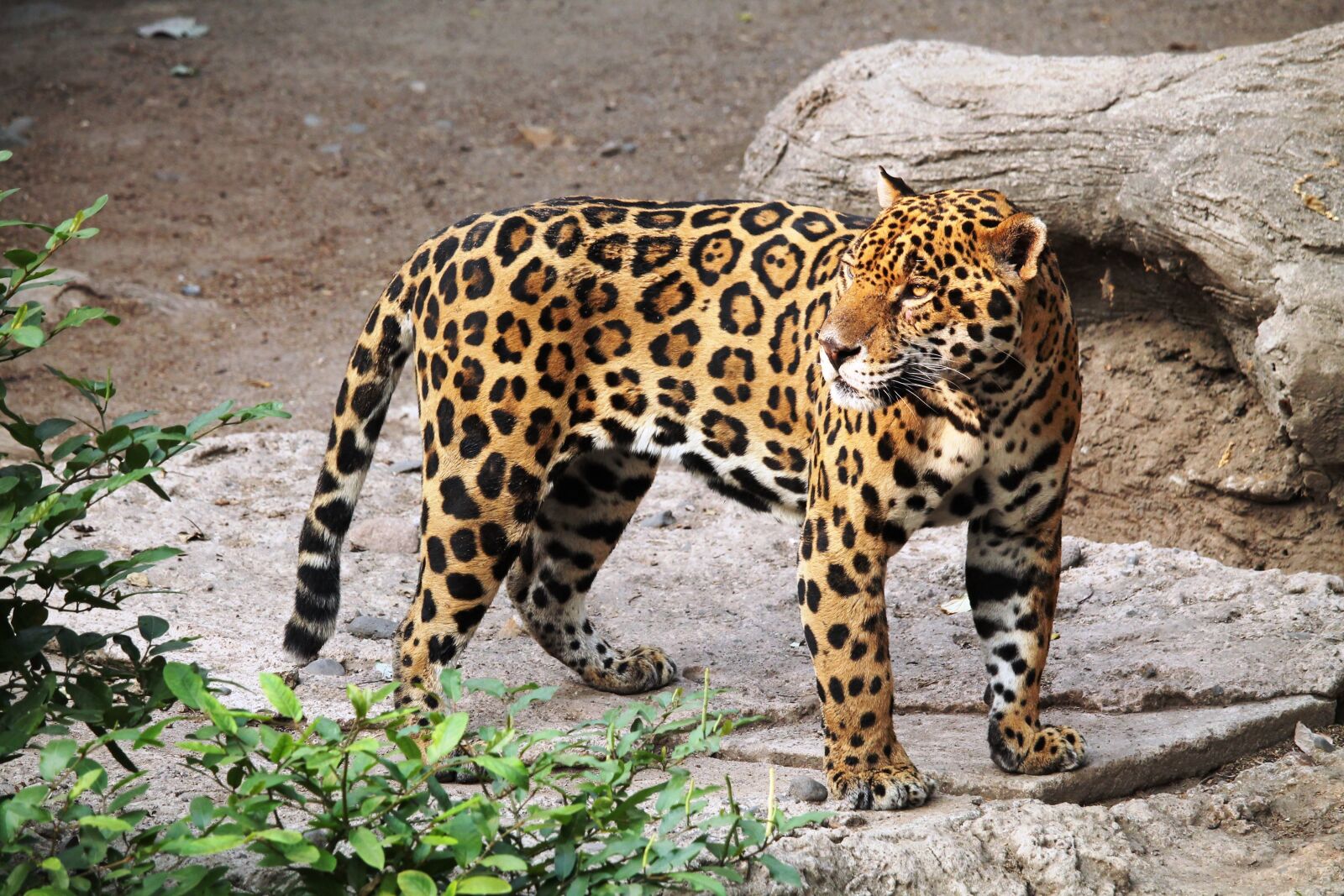 Canon EOS 1100D (EOS Rebel T3 / EOS Kiss X50) sample photo. Jaguar, animal, zoo photography