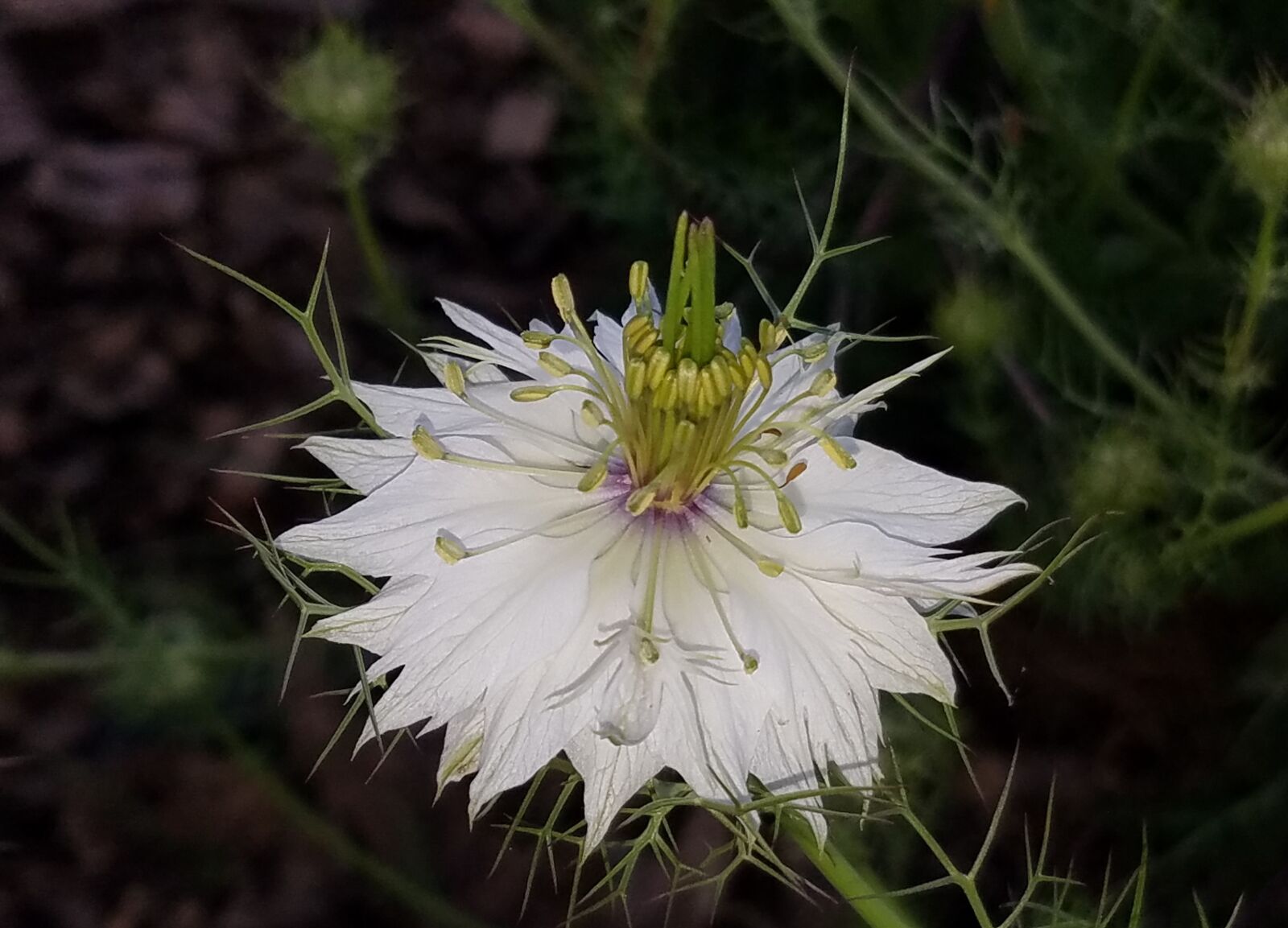 Samsung Galaxy S7 sample photo. Flower, nature, bloom photography