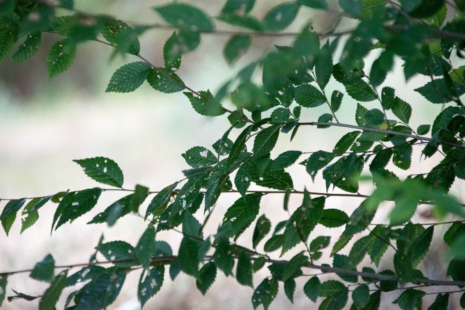 Nikon D7200 sample photo. Leaves, green, nature photography