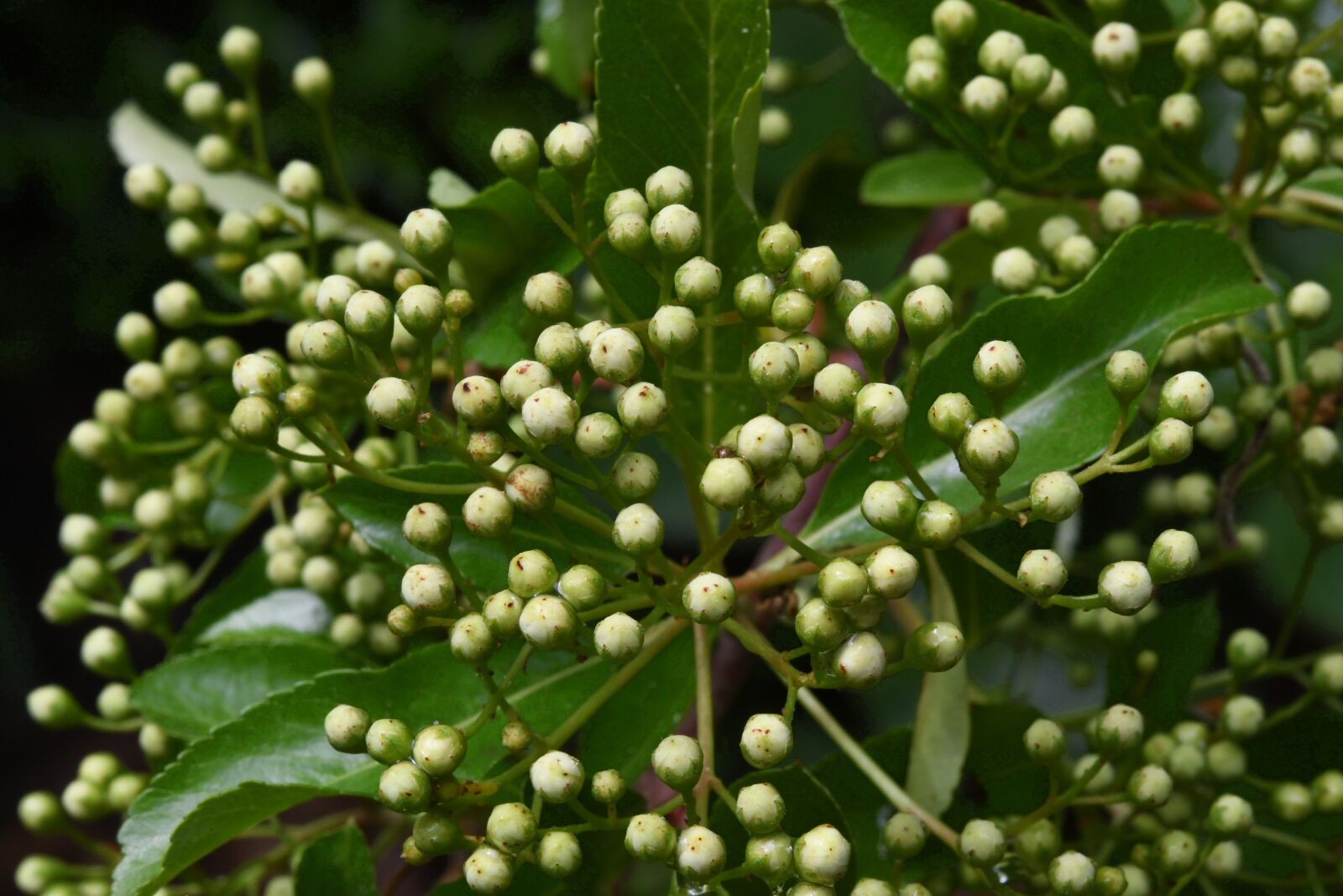 Nikon D7500 sample photo. Buds, flowers, garden photography