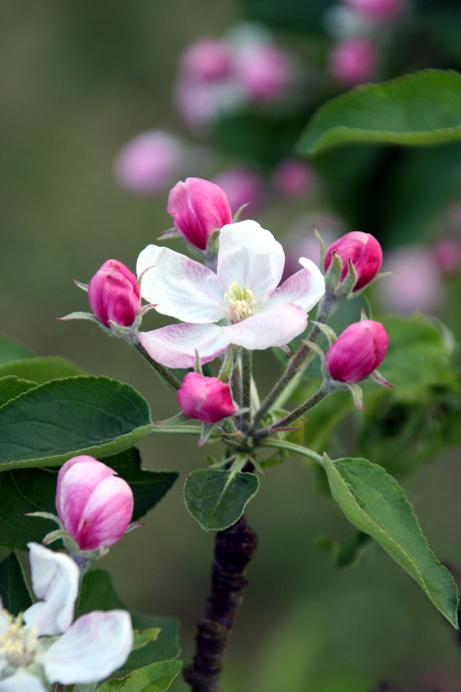 Canon EOS 350D (EOS Digital Rebel XT / EOS Kiss Digital N) sample photo. Flower, tree, apple photography