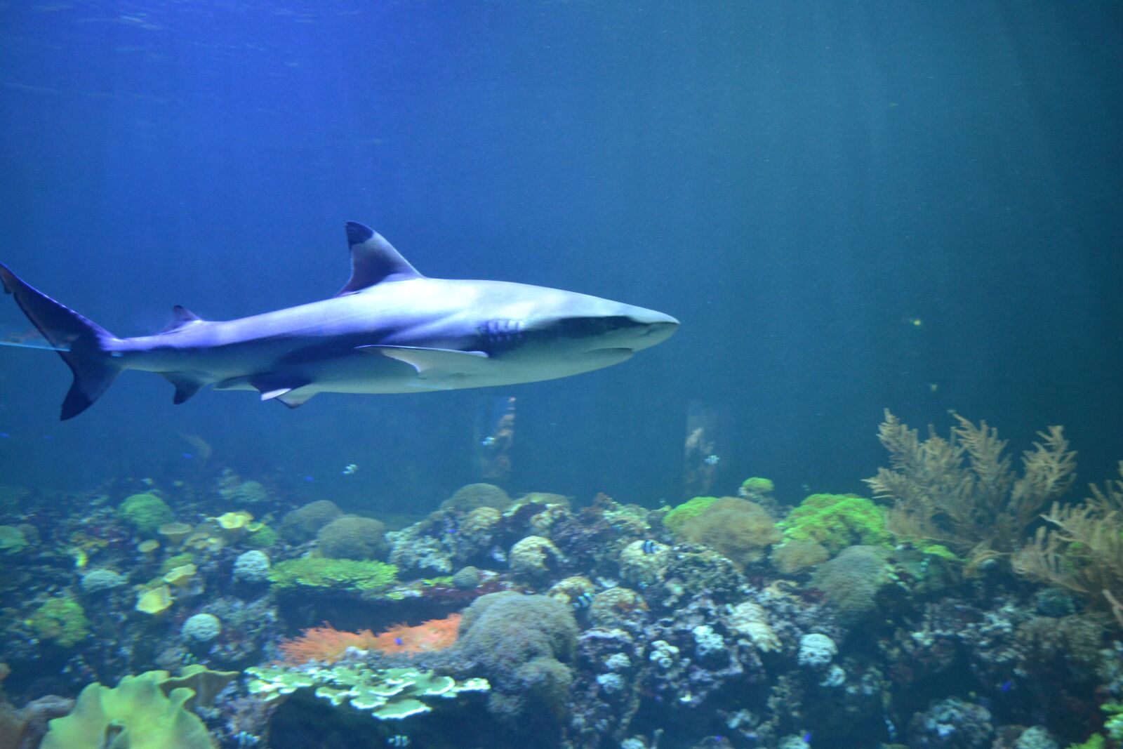 Nikon D3100 sample photo. Aquarium, shark, blue photography