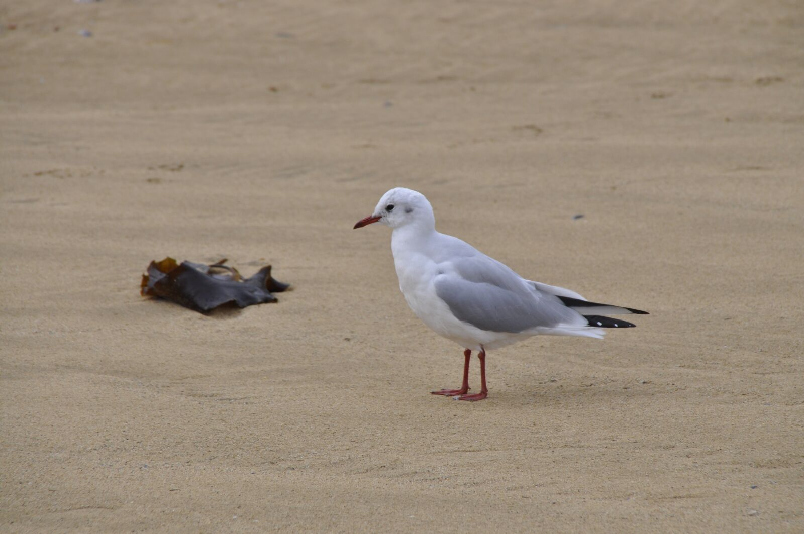 Nikon D5000 sample photo. Seagull, sand beach, coast photography