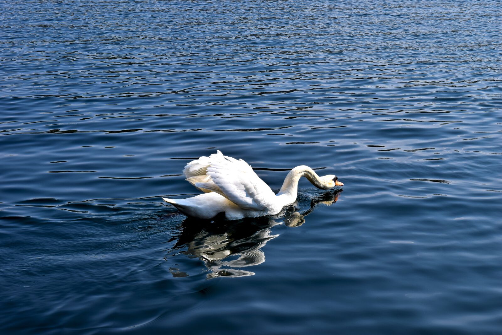 Nikon D3300 sample photo. Animal, swan, water photography