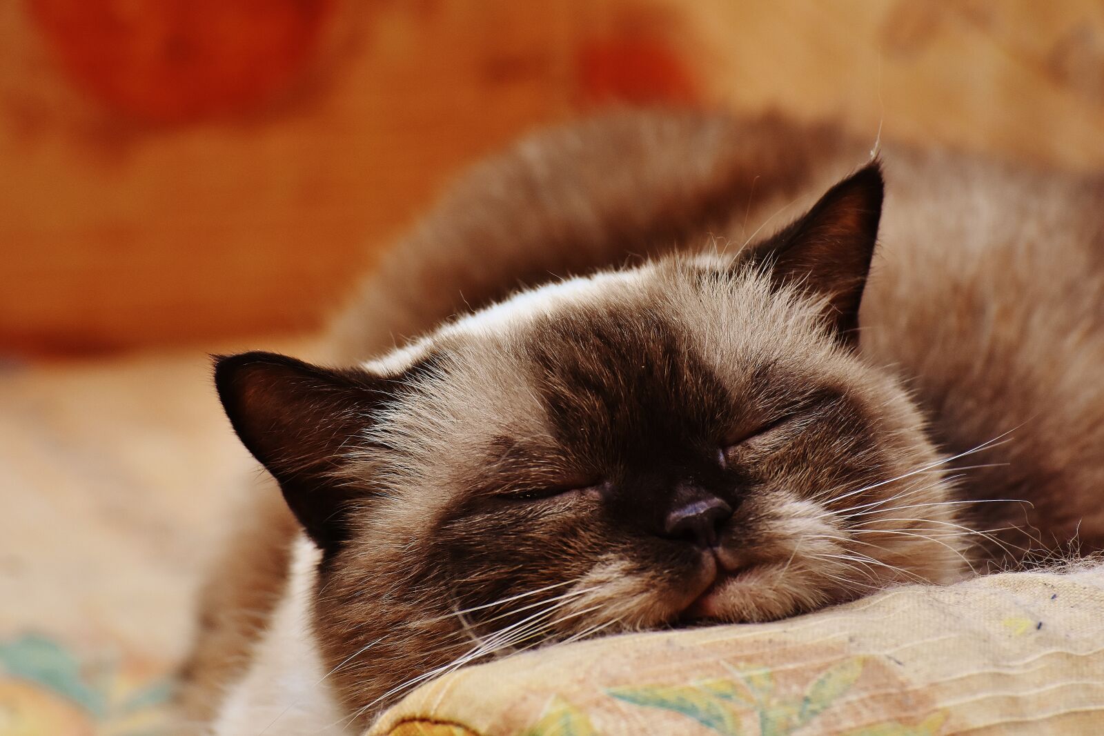 Nikon D7200 sample photo. Cat, british shorthair, thoroughbred photography