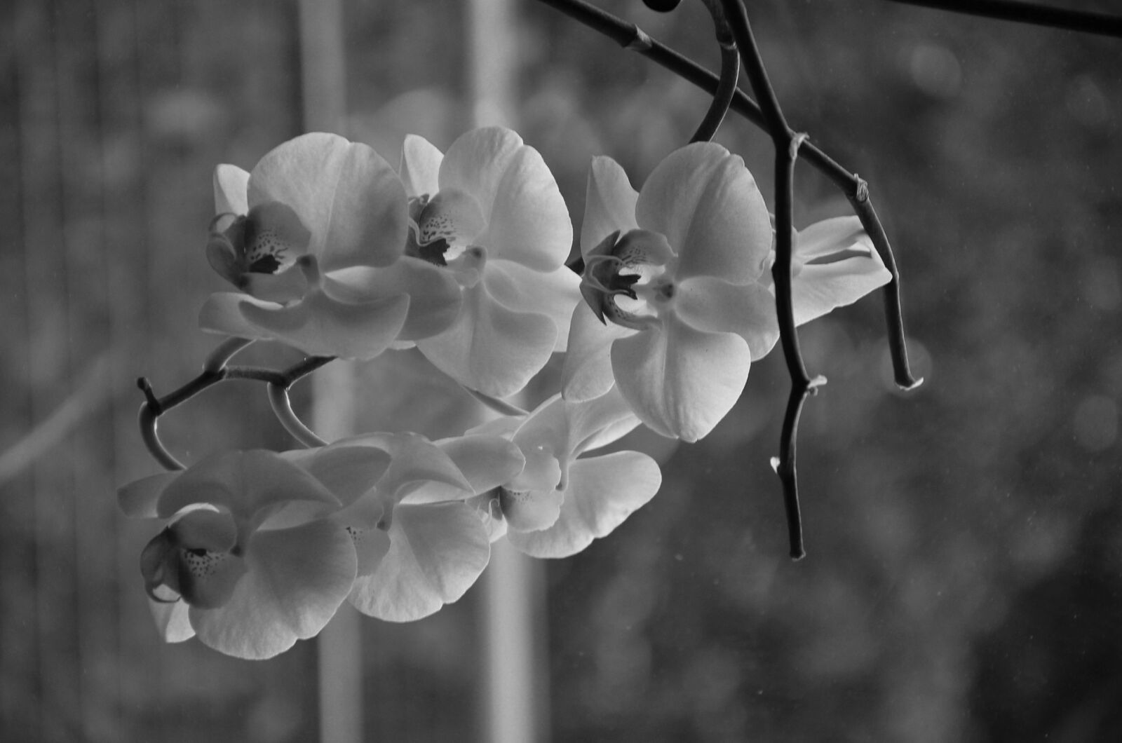 Nikon D5100 sample photo