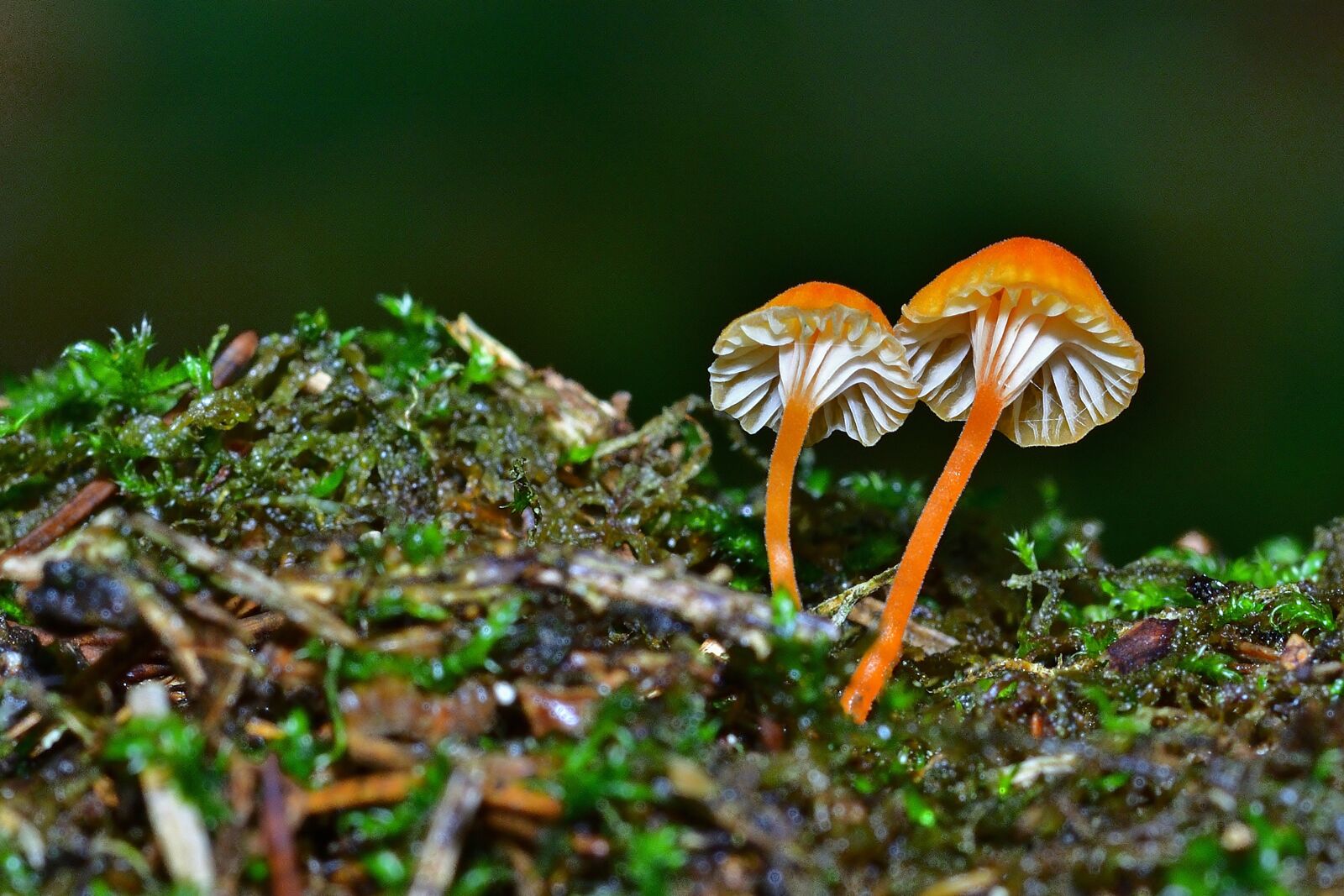 Nikon D5200 sample photo. Nature, forest, screen fungus photography