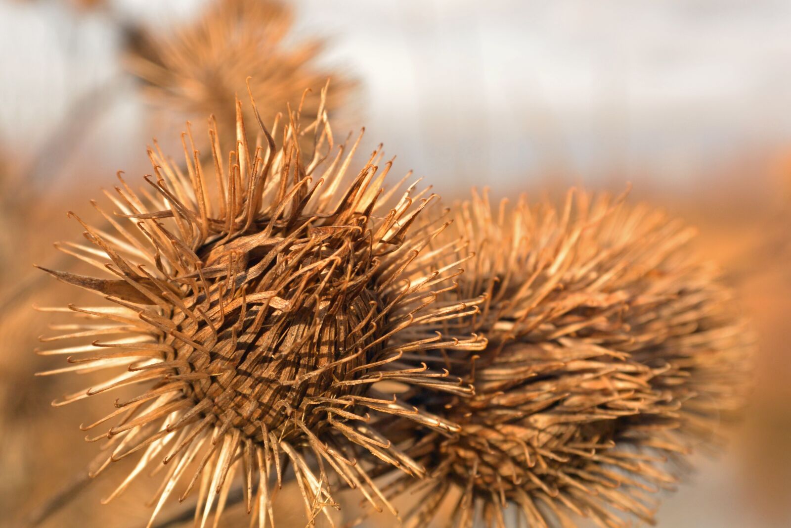 Nikon 1 V2 sample photo. Macro, nature, close up photography