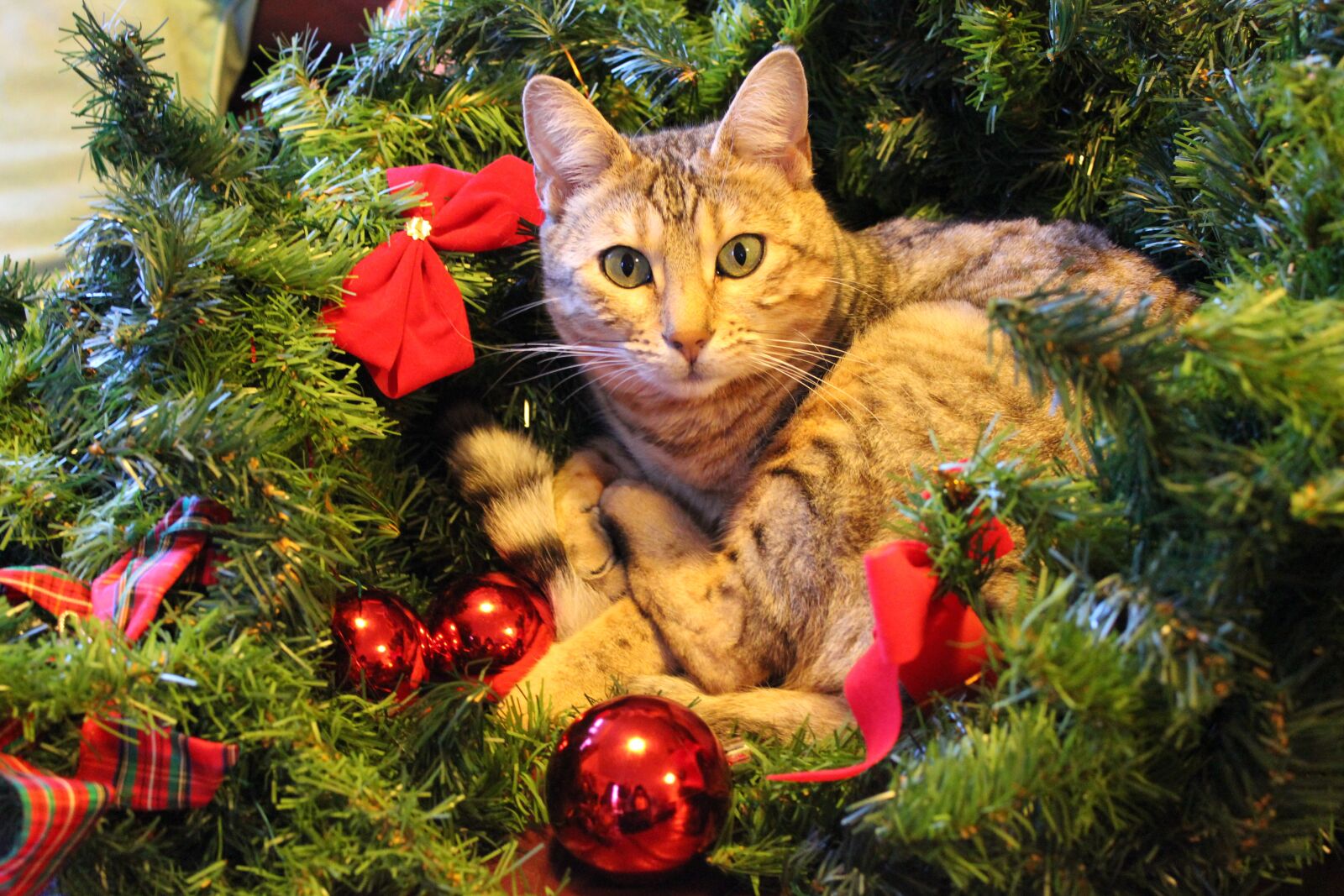 Canon EOS 550D (EOS Rebel T2i / EOS Kiss X4) sample photo. Christmas, cat, festive photography