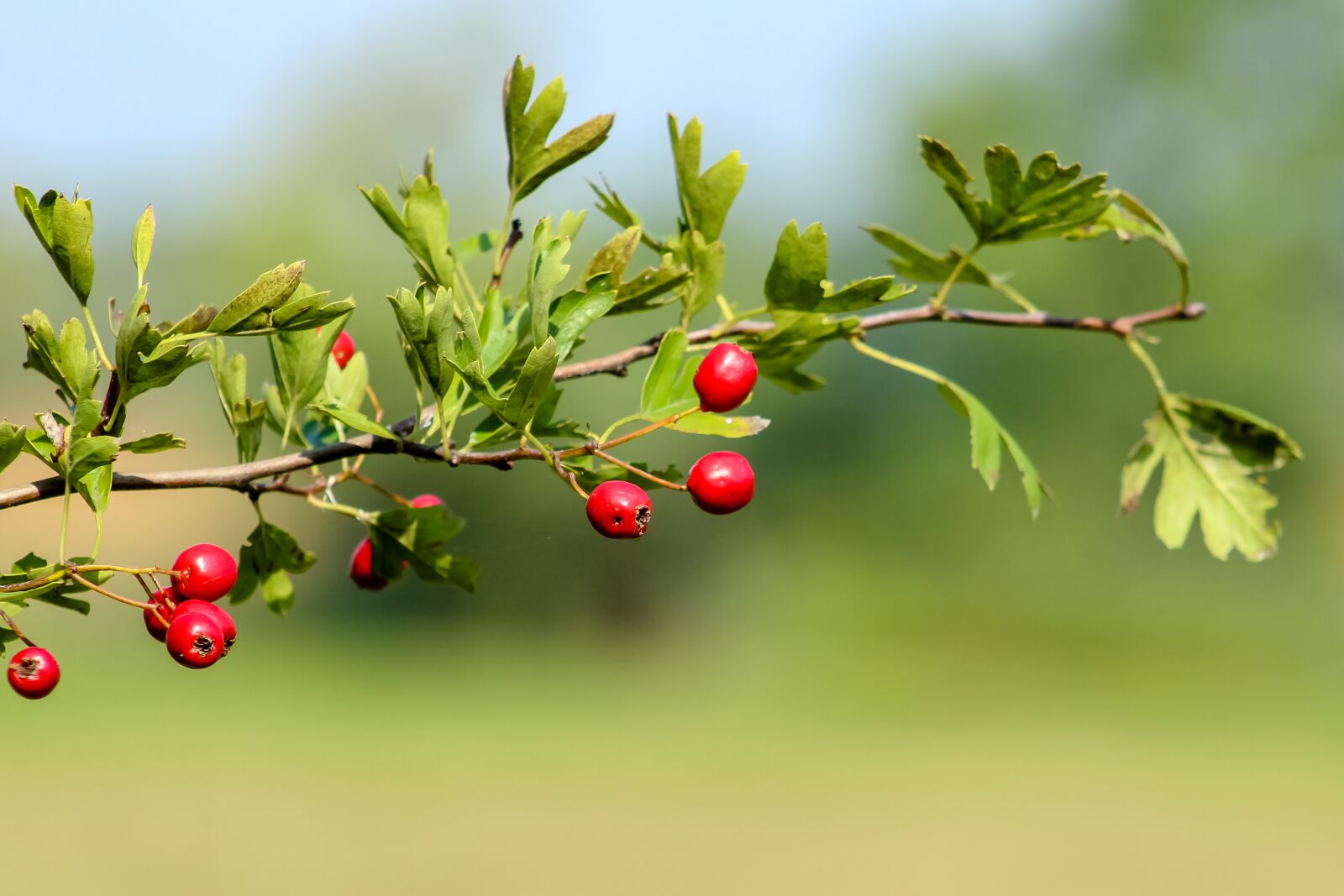 Canon EF75-300mm f/4-5.6 sample photo. Wildflower, hawthorn, bush photography