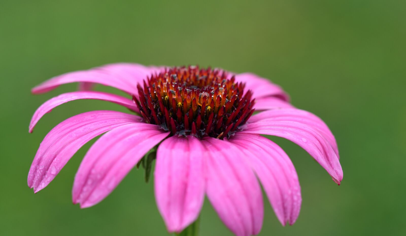 Nikon D750 sample photo. Coneflower, flower, blossom photography