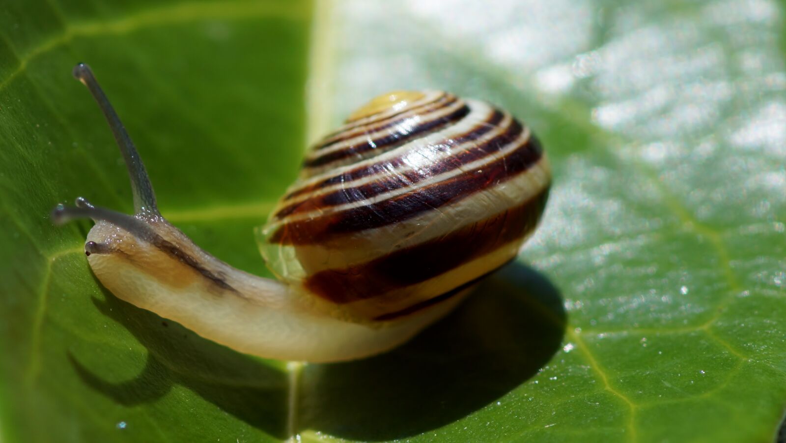 Sony SLT-A77 sample photo. Snail, gastropod, crustaceans photography