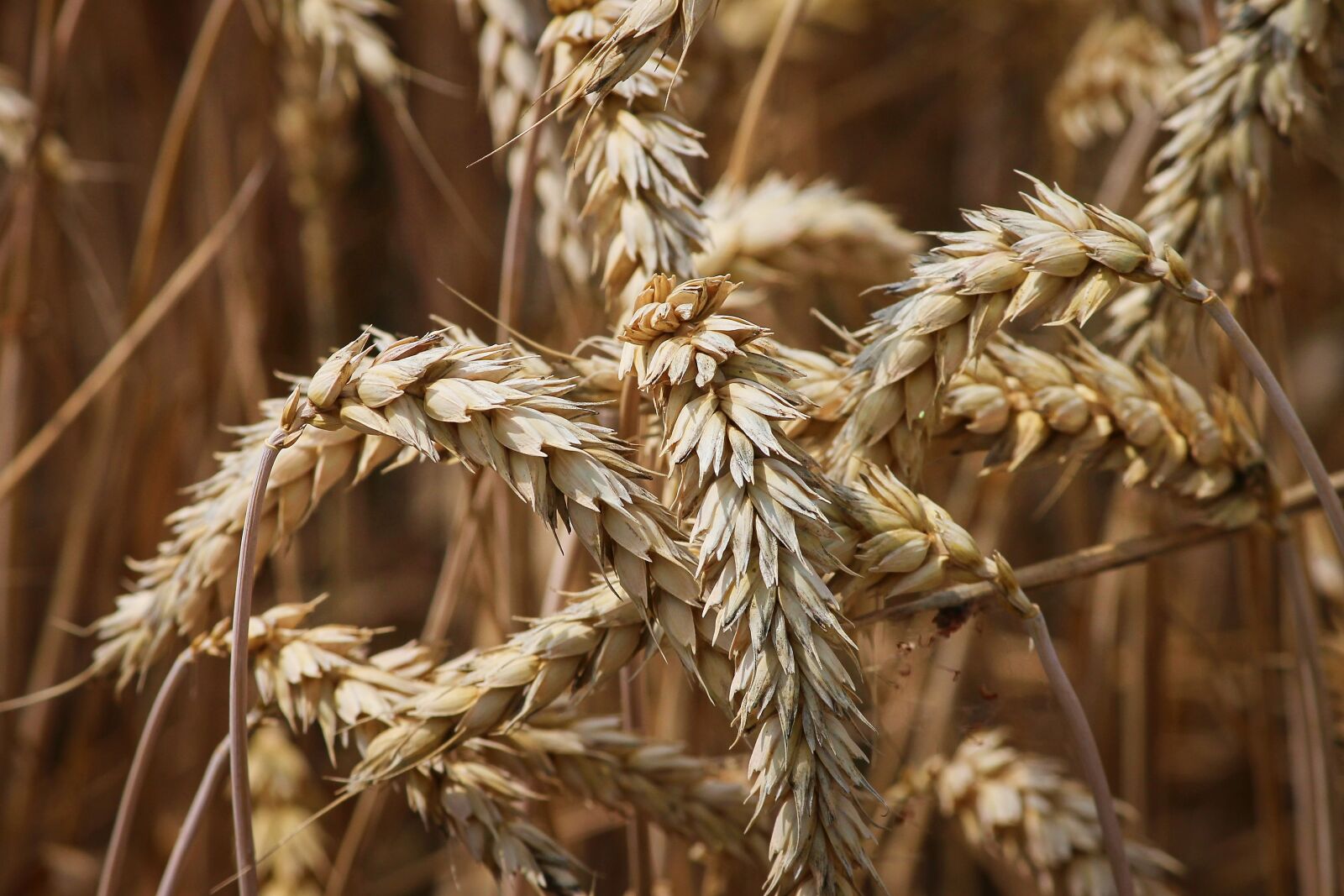 Canon EOS 1100D (EOS Rebel T3 / EOS Kiss X50) sample photo. Wheat, spike, cereals photography