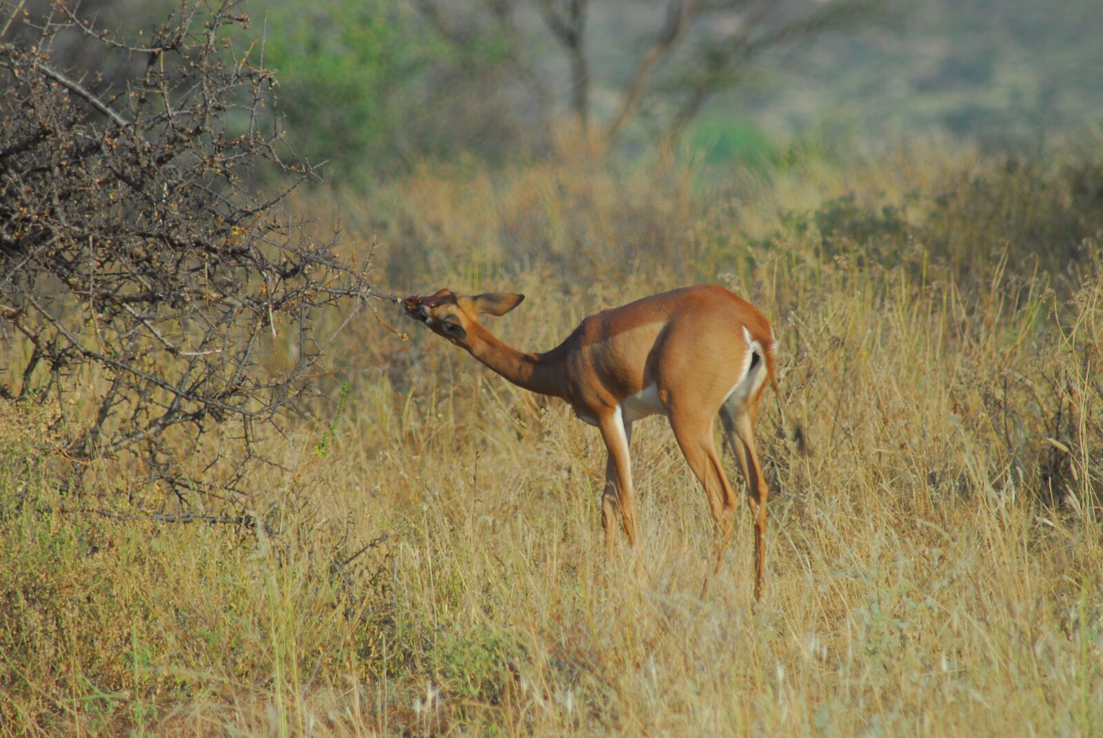 Nikon D200 sample photo. Gerenuk, samburu, antelope photography
