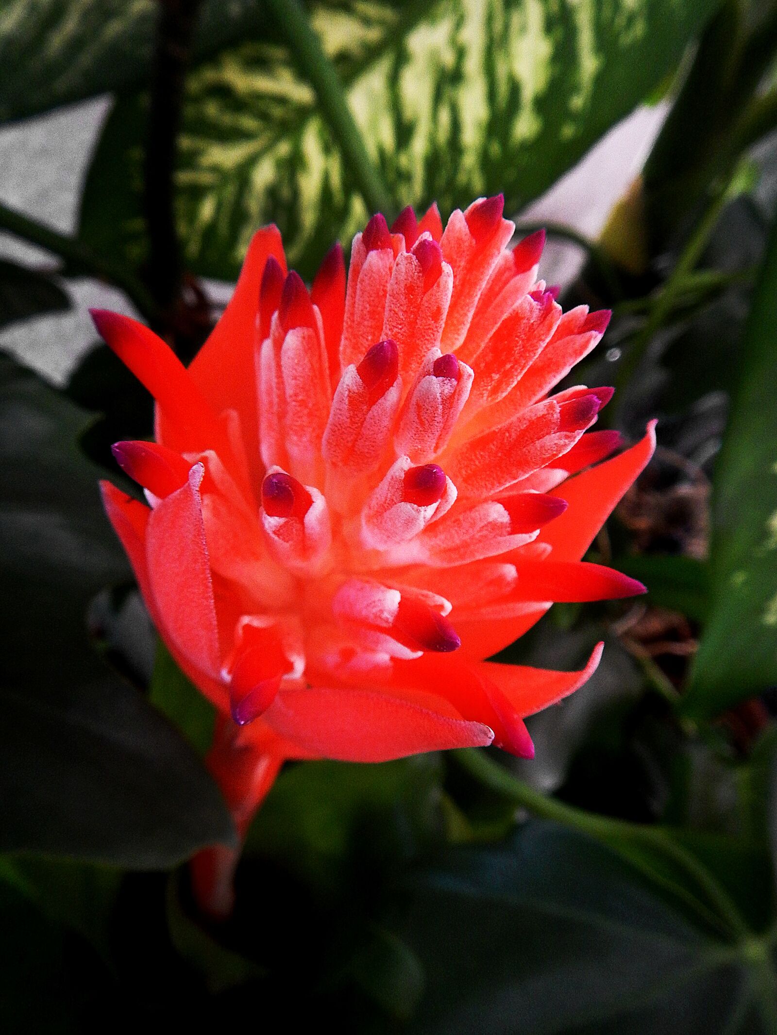 Nikon Coolpix AW110 sample photo. Exotic flower, network, blum photography